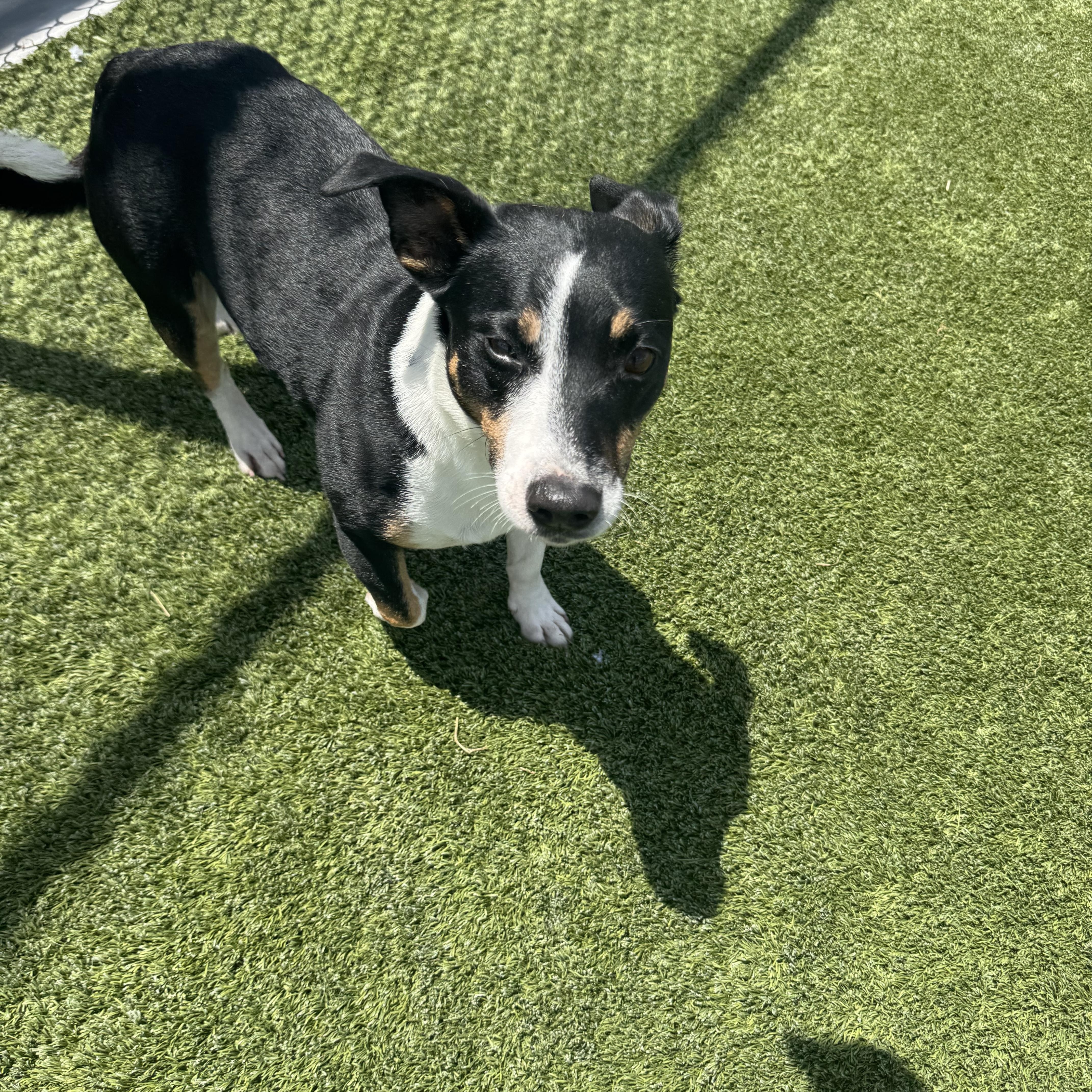 Enlarge Tuffy, a ADOPTABLE mixed breed in Liberty, MO image 2/6
