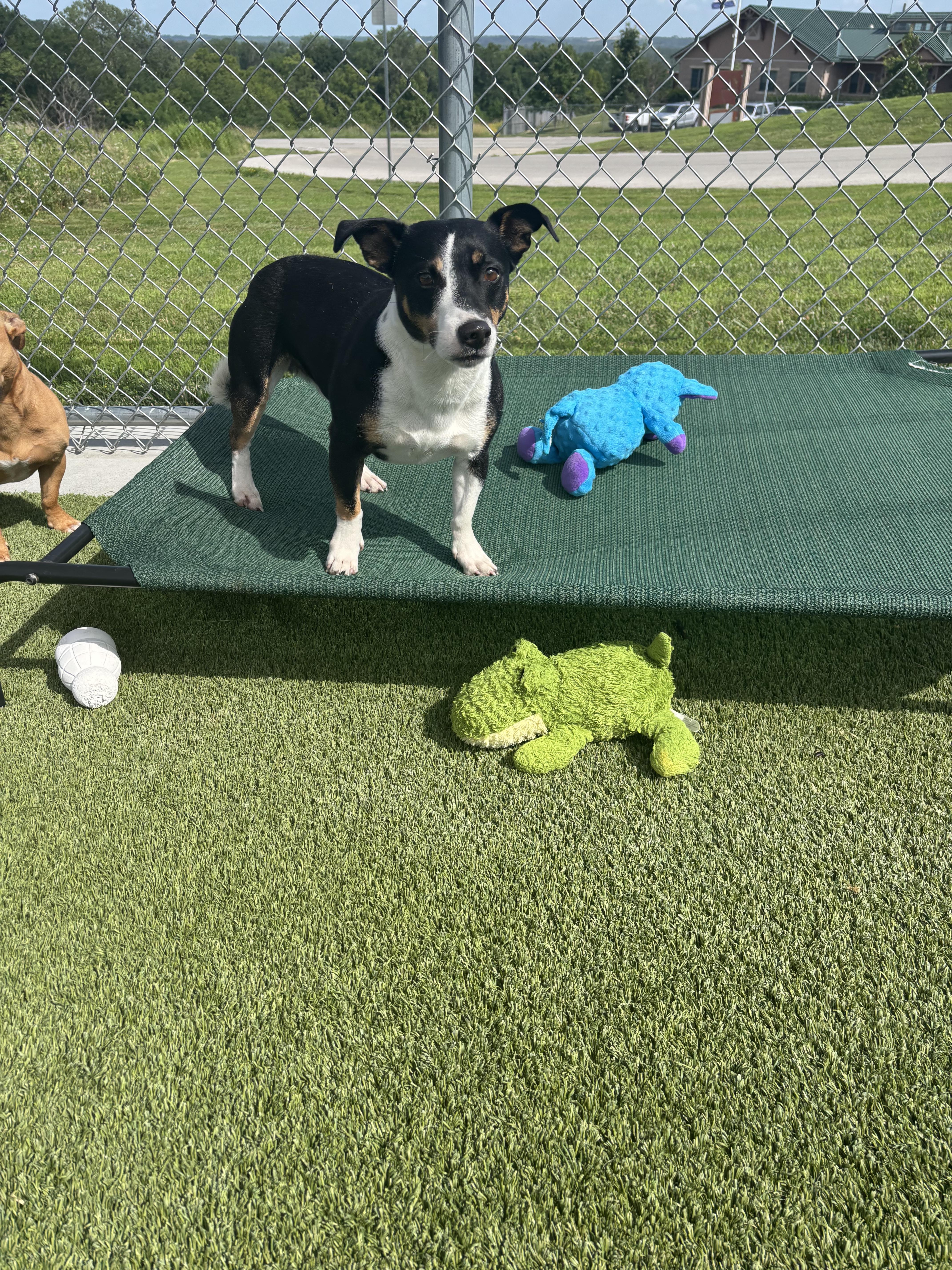 Enlarge Tuffy, a ADOPTABLE mixed breed in Liberty, MO image 6/6