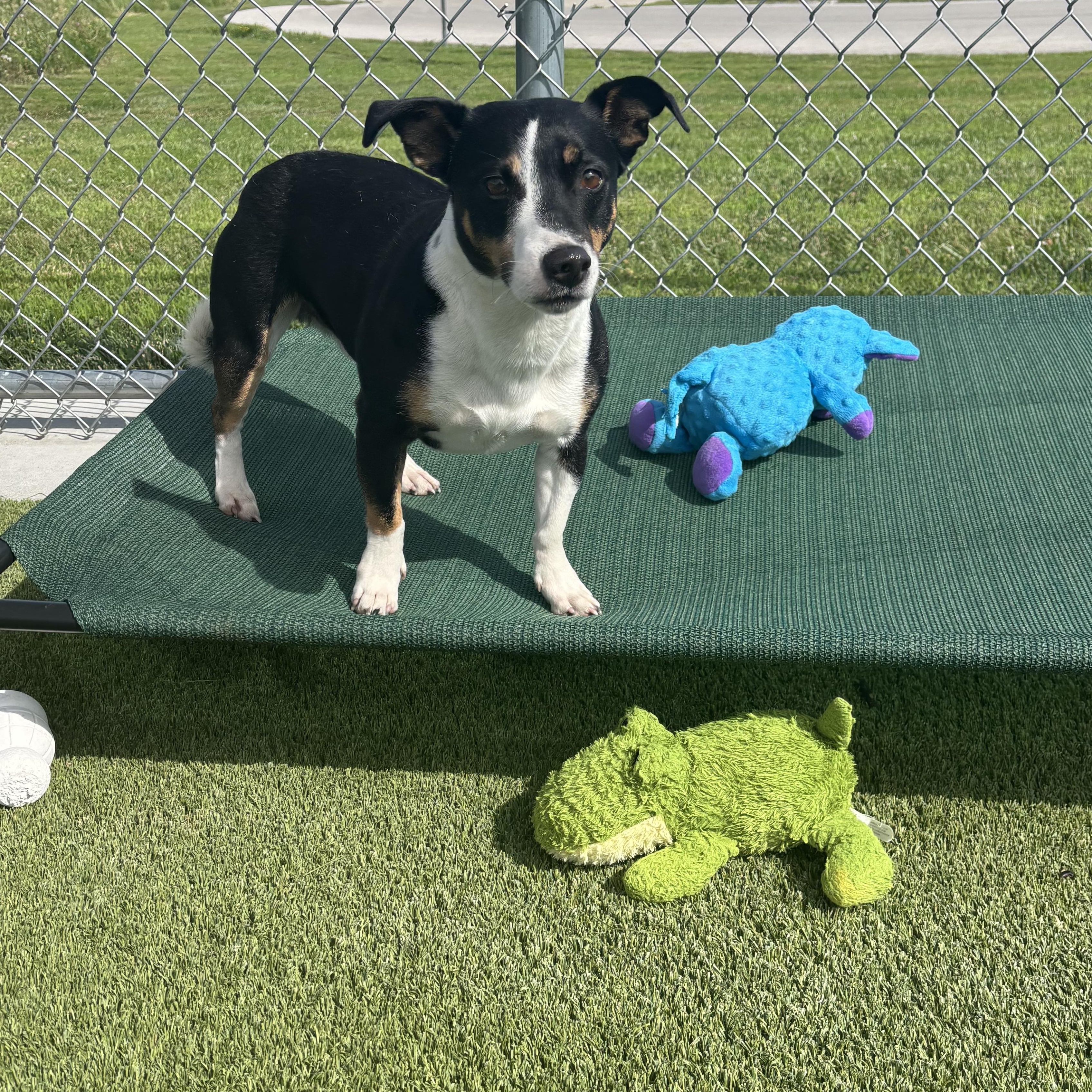 Gromit, an adoptable mixed breed in Liberty, MO image 4/6
