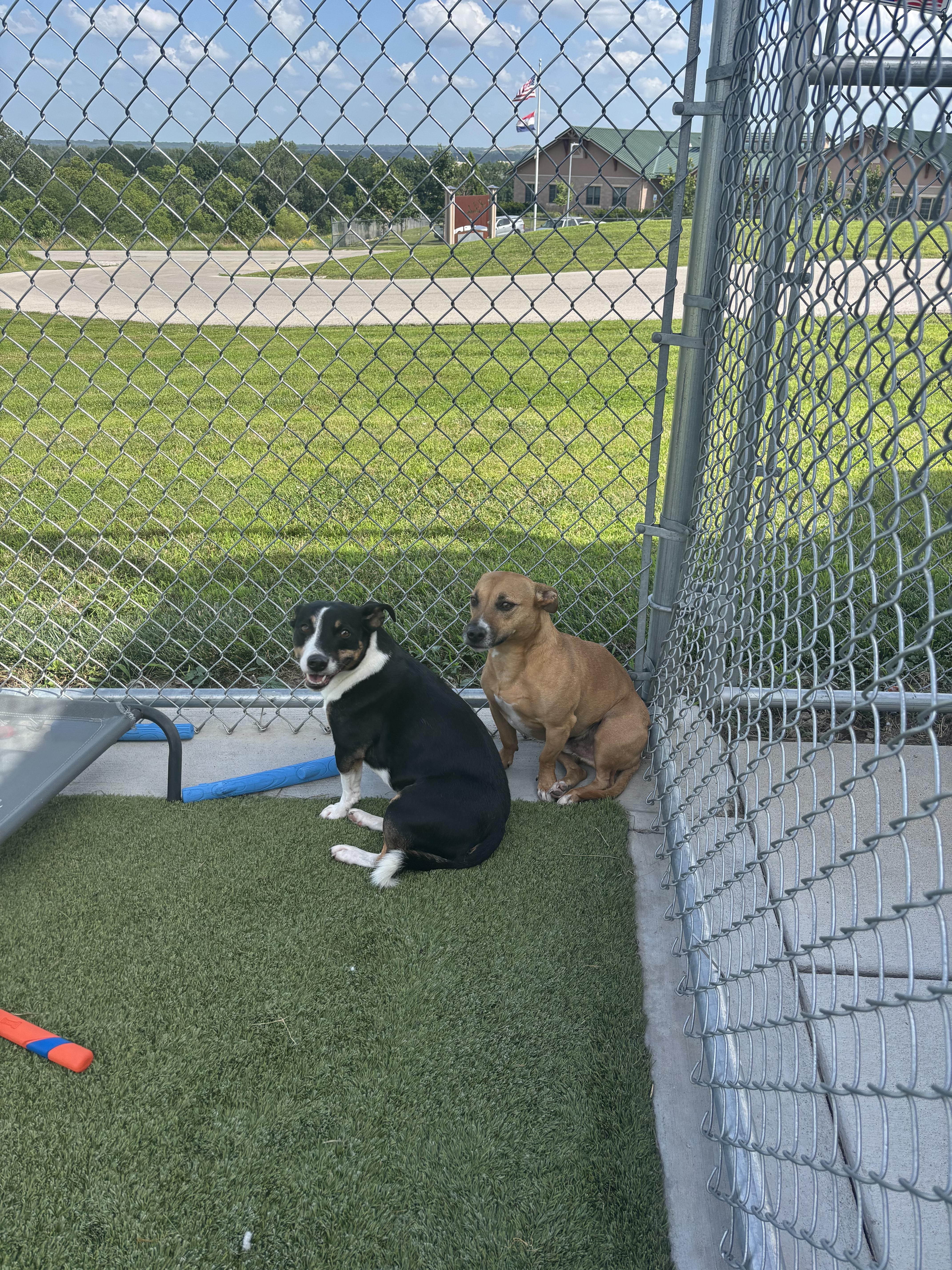Enlarge Tuffy, a ADOPTABLE mixed breed in Liberty, MO image 5/6