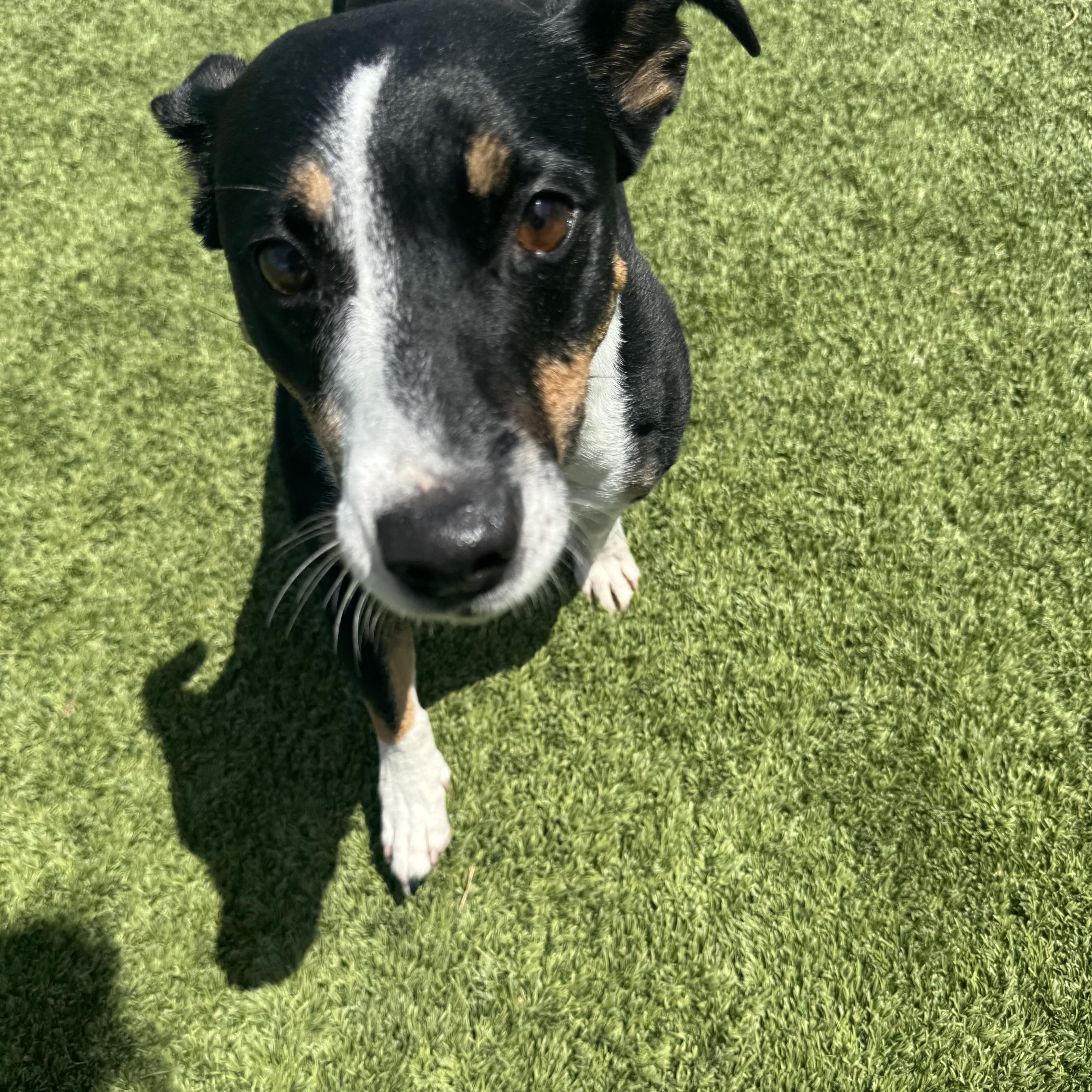 Enlarge Tuffy, a ADOPTABLE mixed breed in Liberty, MO image 3/6