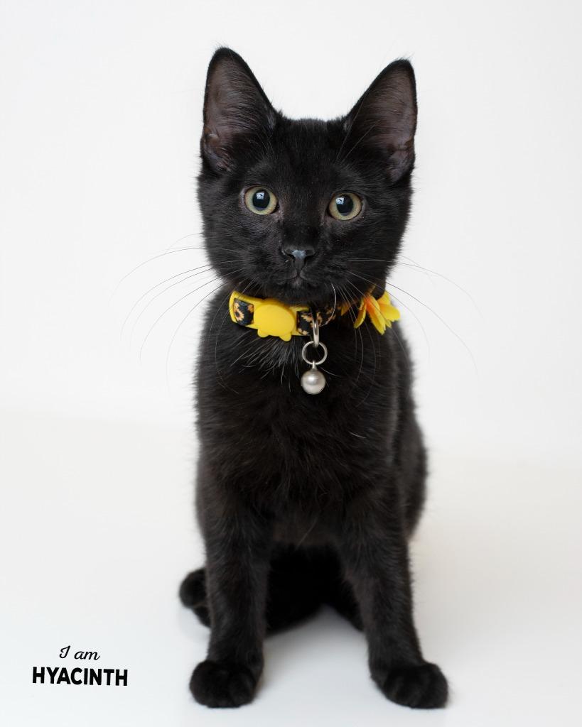 Hyacinth, Adoptable, Kitten Female Domestic Short Hair.