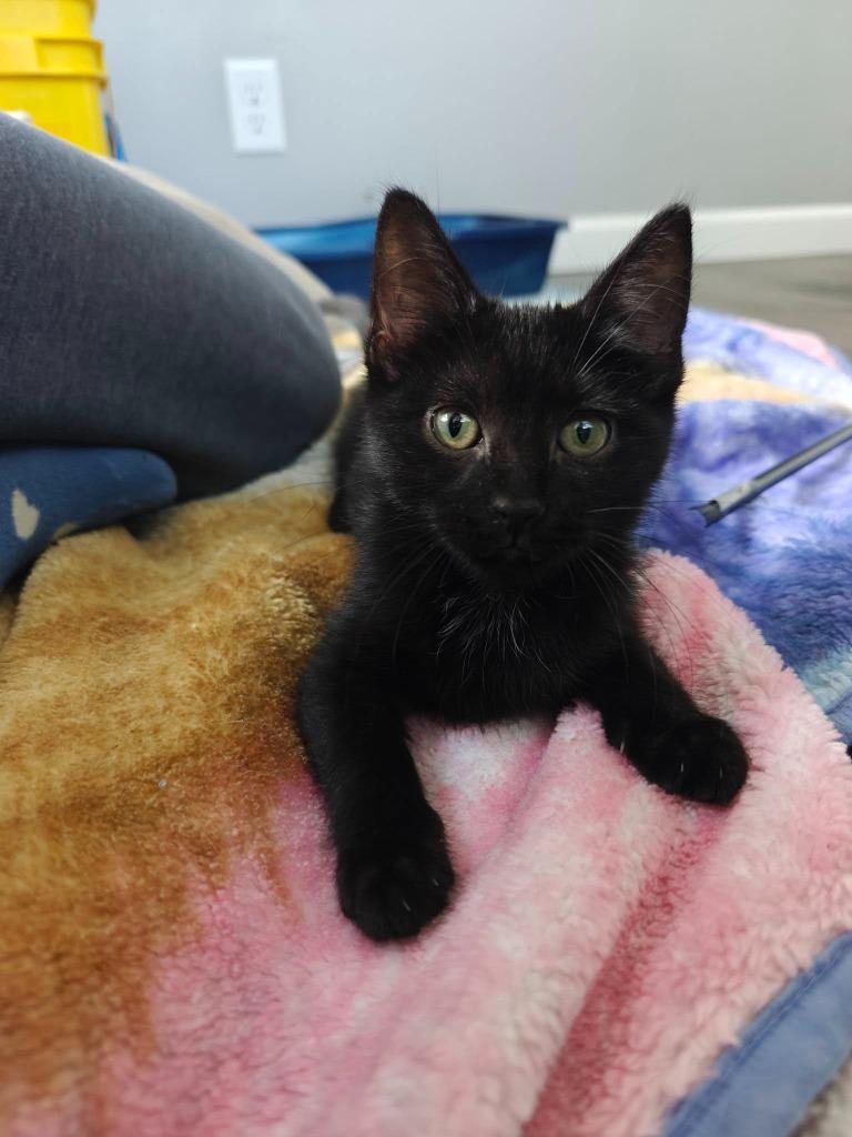 Enlarge Hyacinth, a Adoptable mixed breed in Boone, IA image 2/2