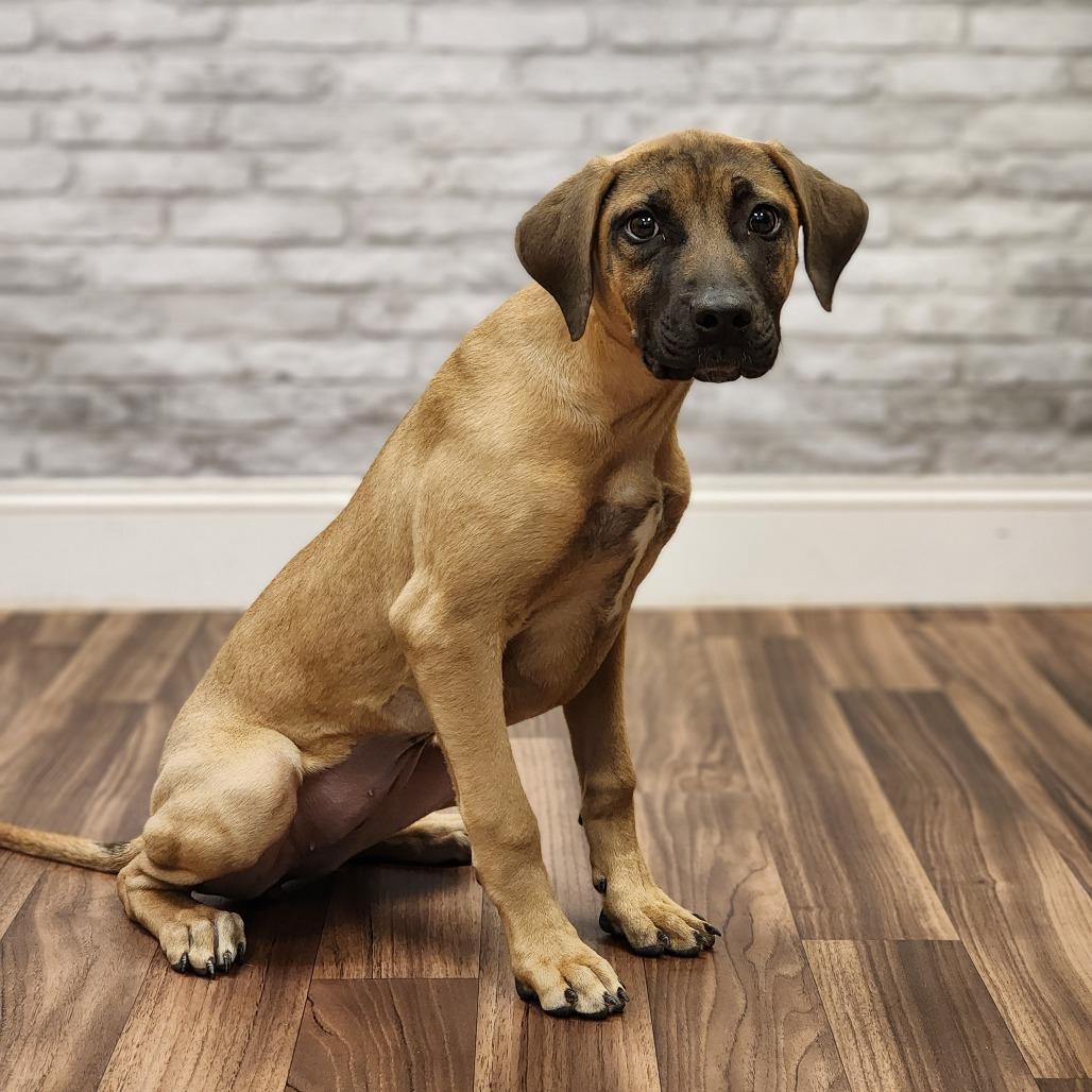 Shelby, a Adoptable Terrier in Montgomery, AL image 1/2