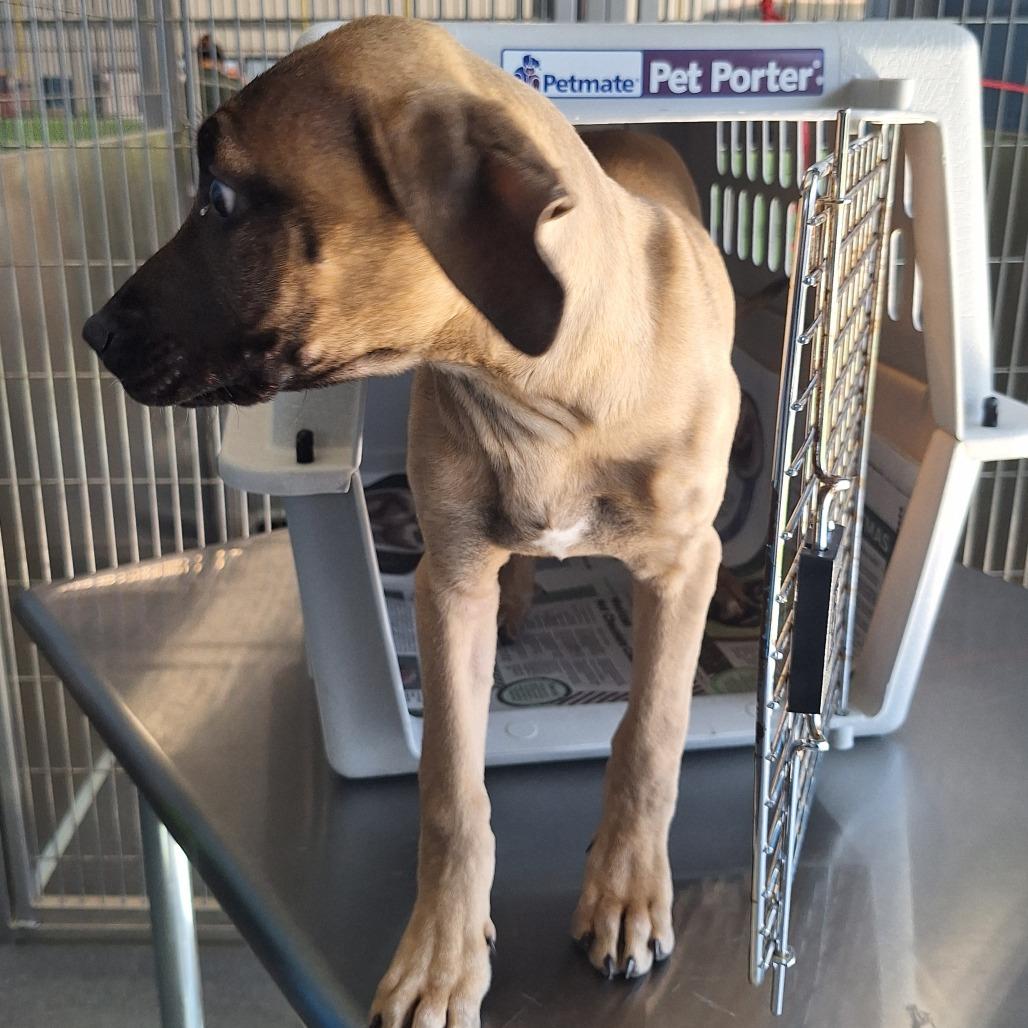 Shelby, a Adoptable Terrier in Montgomery, AL image 2/2