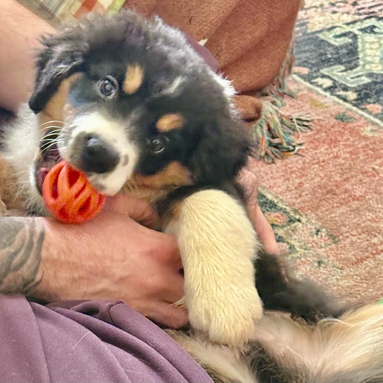 Darling Draco, an adoptable Australian Shepherd in La Center, WA image 4/5