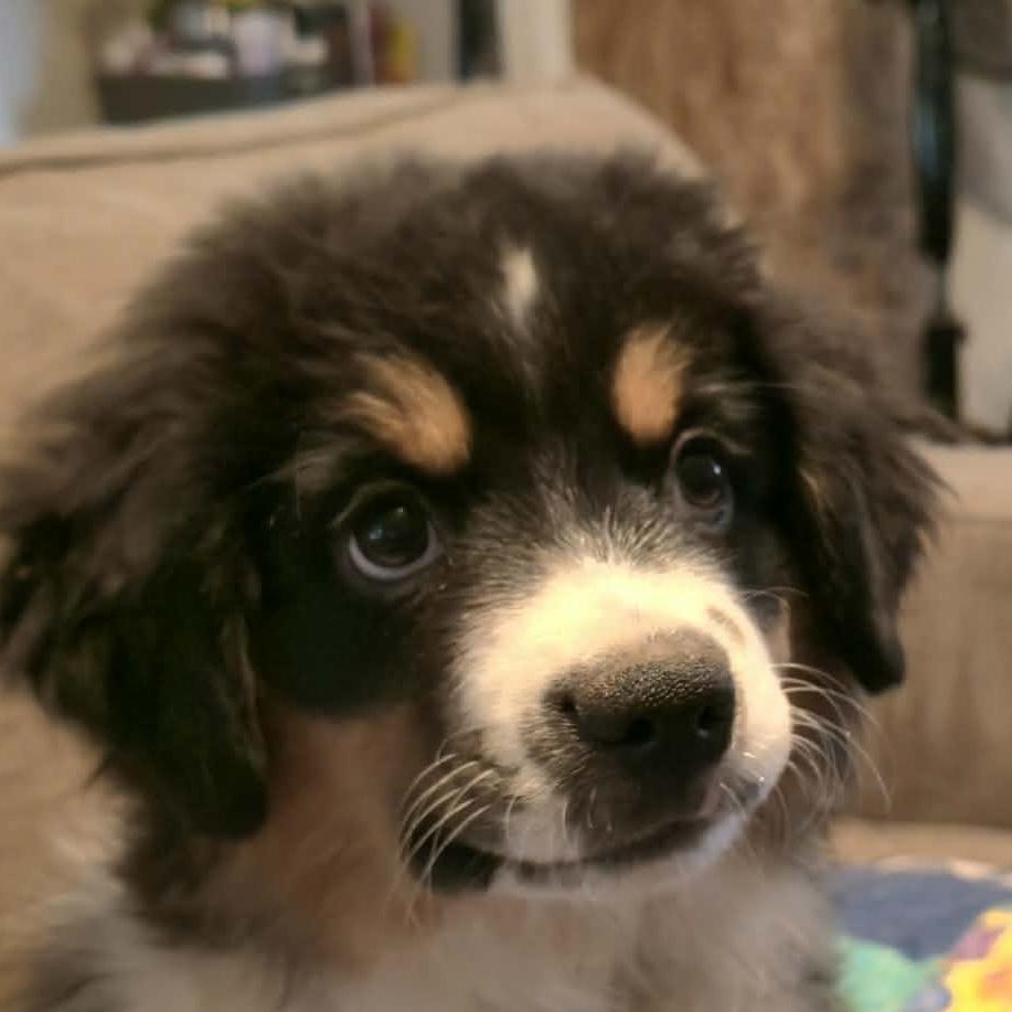 Darling Draco, an adoptable Australian Shepherd in La Center, WA image 1/5