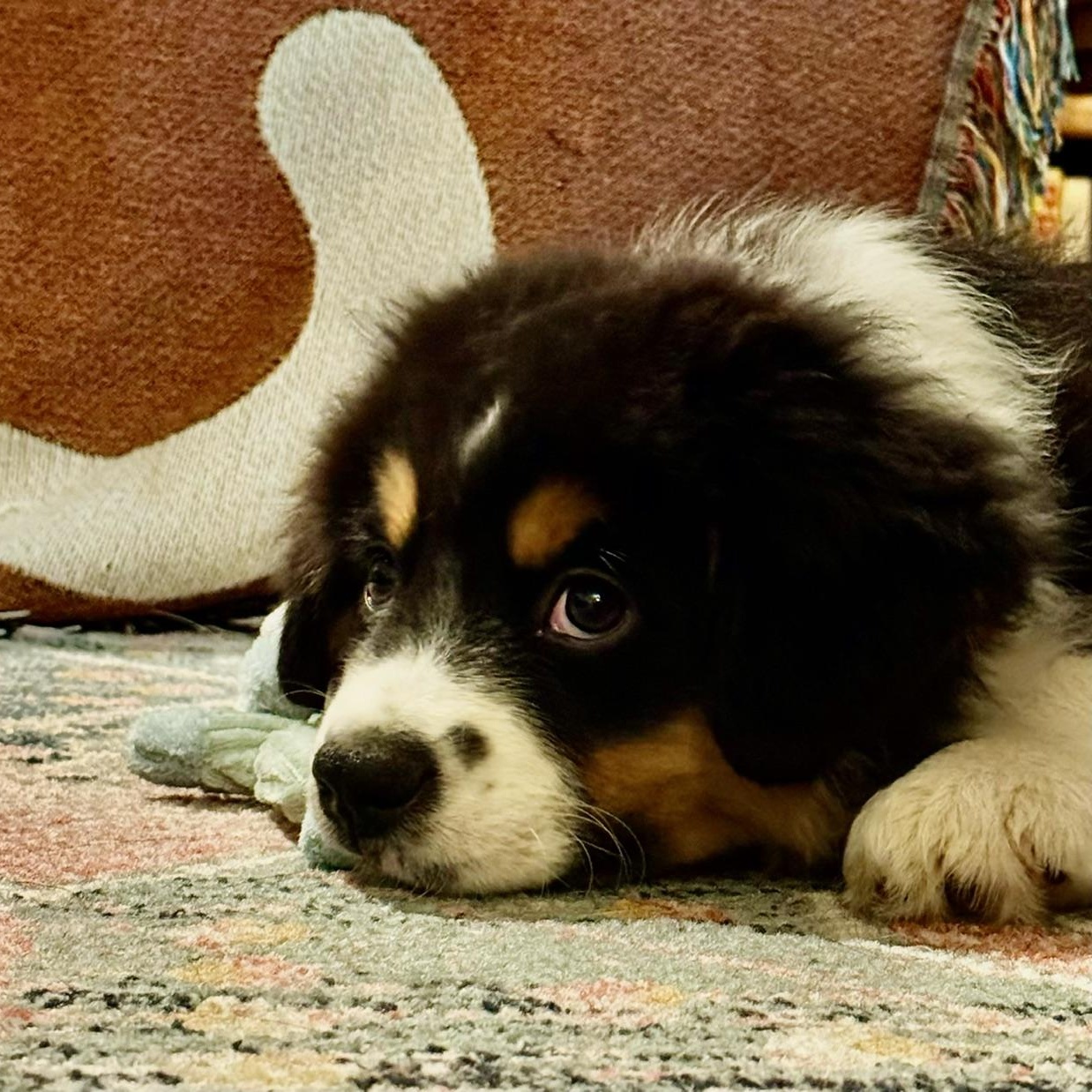 Darling Draco, an adoptable Australian Shepherd in La Center, WA image 2/5