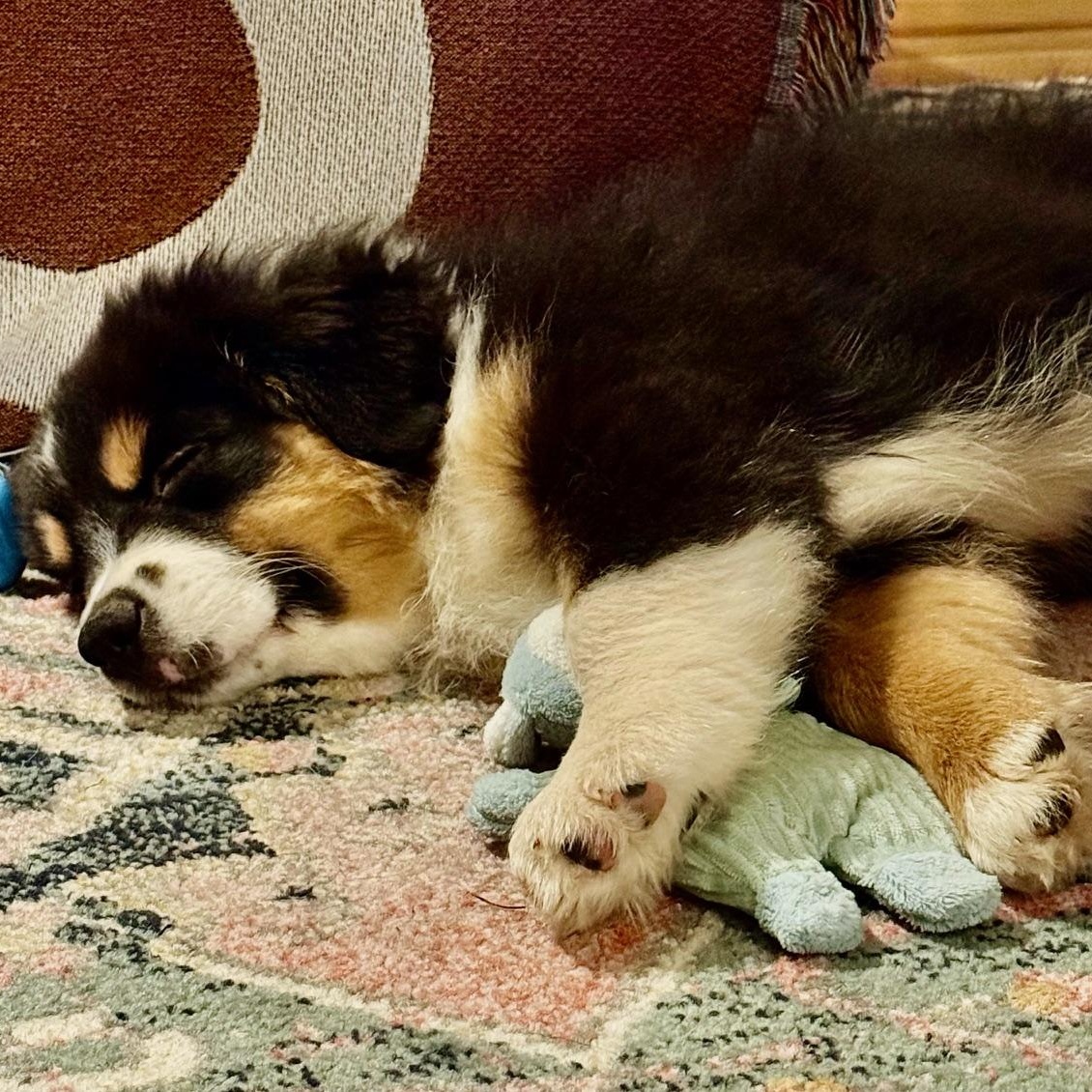 Darling Draco, an adoptable Australian Shepherd in La Center, WA image 3/5