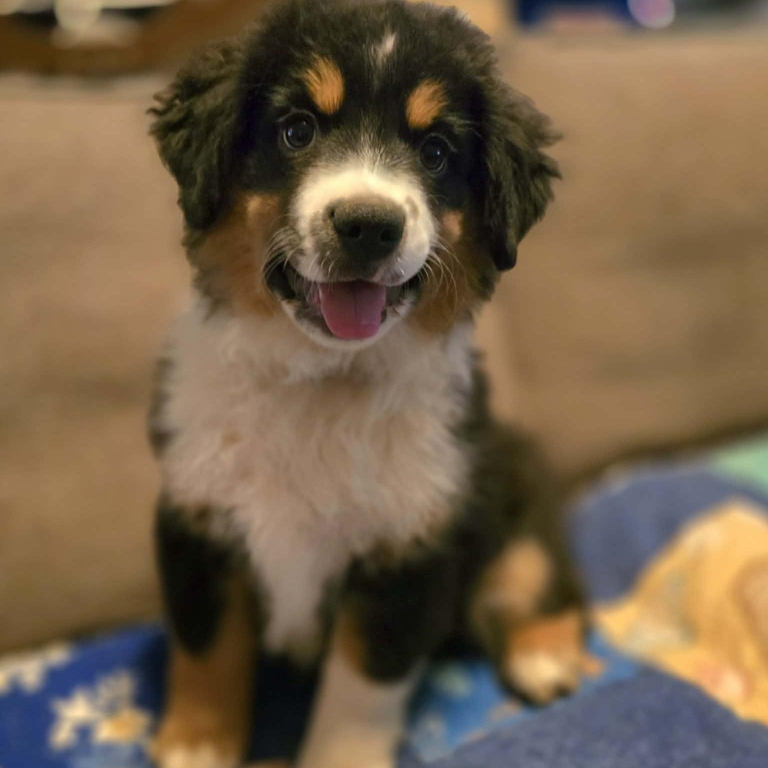 Darling Draco, an adoptable Australian Shepherd in La Center, WA image 5/5