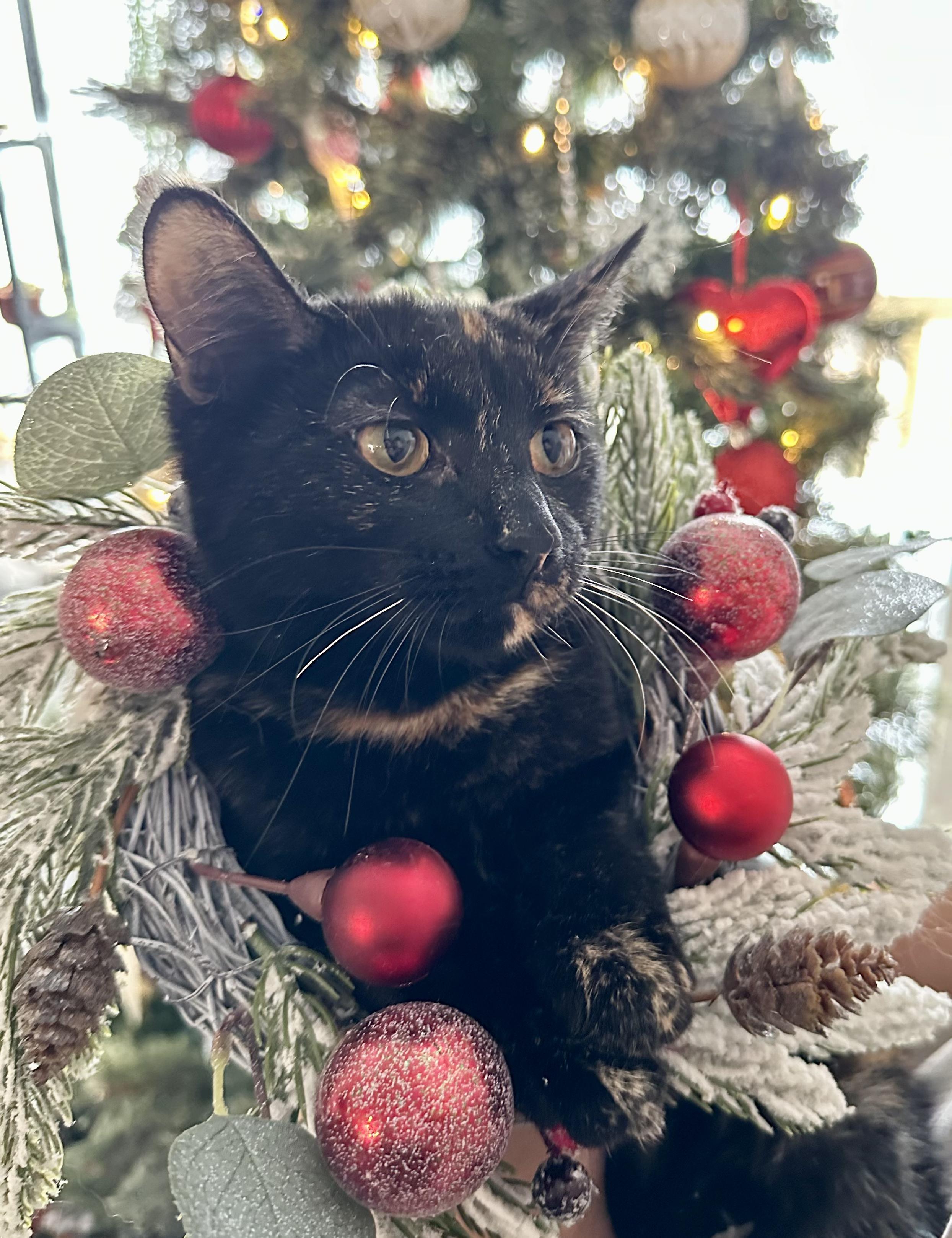 Dirt, adopted, Kitten Female Domestic Short Hair.