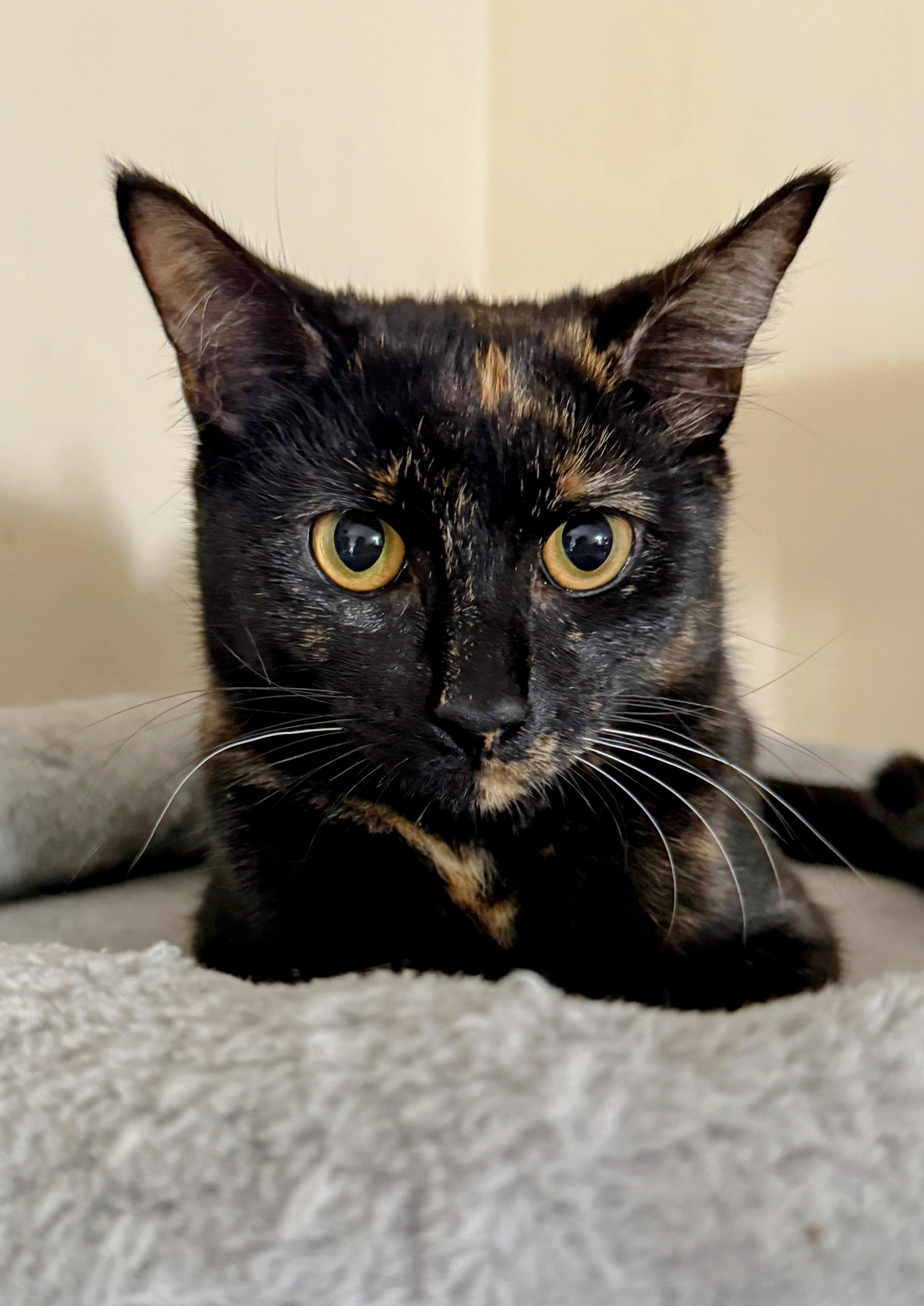 Enlarge Dirt, a Adoptable mixed breed in Blacksburg, VA image 2/6