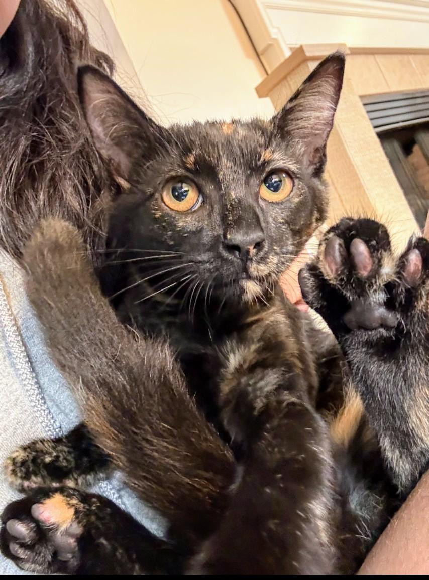 Enlarge Dirt, a Adoptable mixed breed in Blacksburg, VA image 5/6