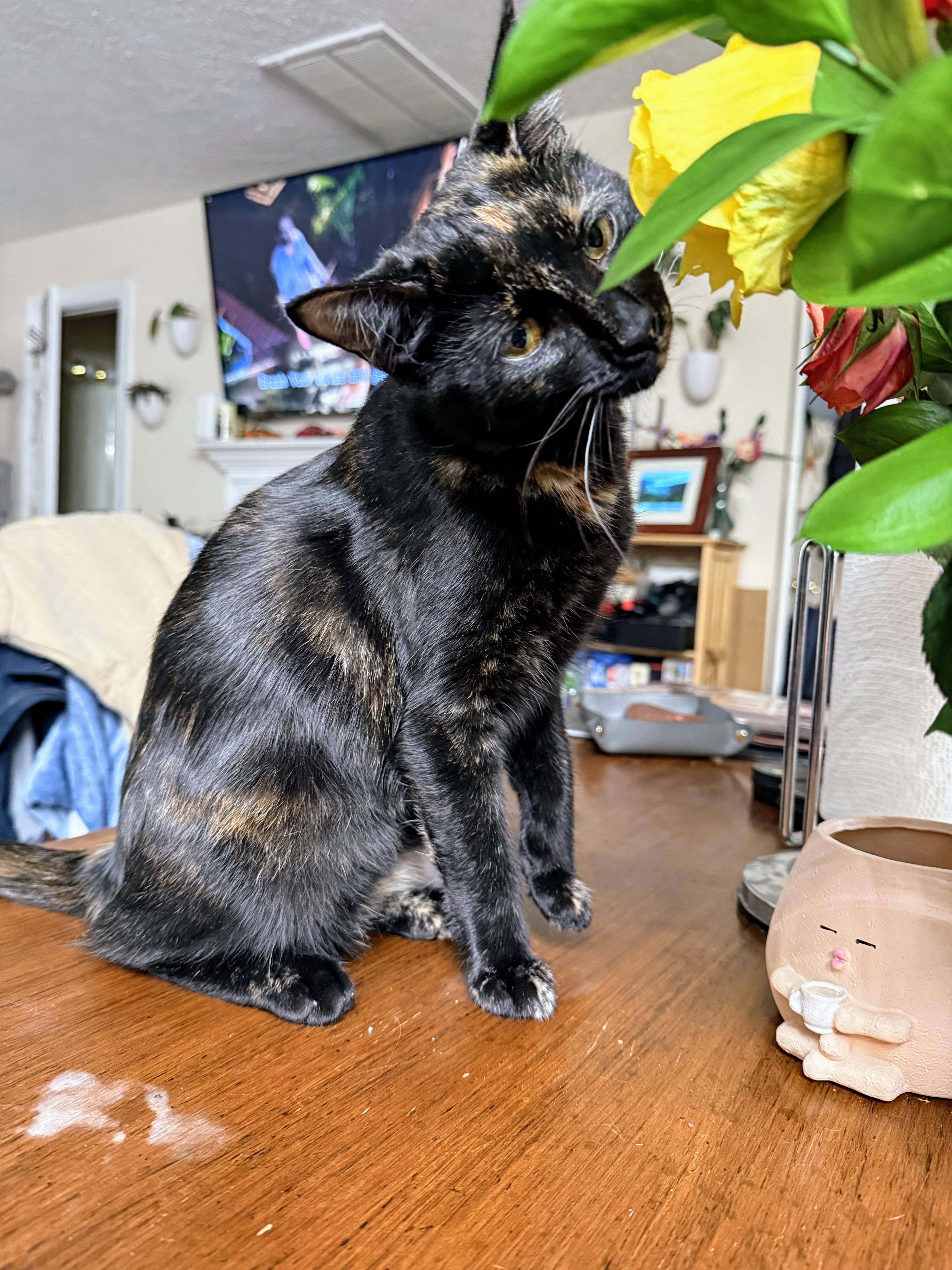 Enlarge Dirt, a Adoptable mixed breed in Blacksburg, VA image 6/6