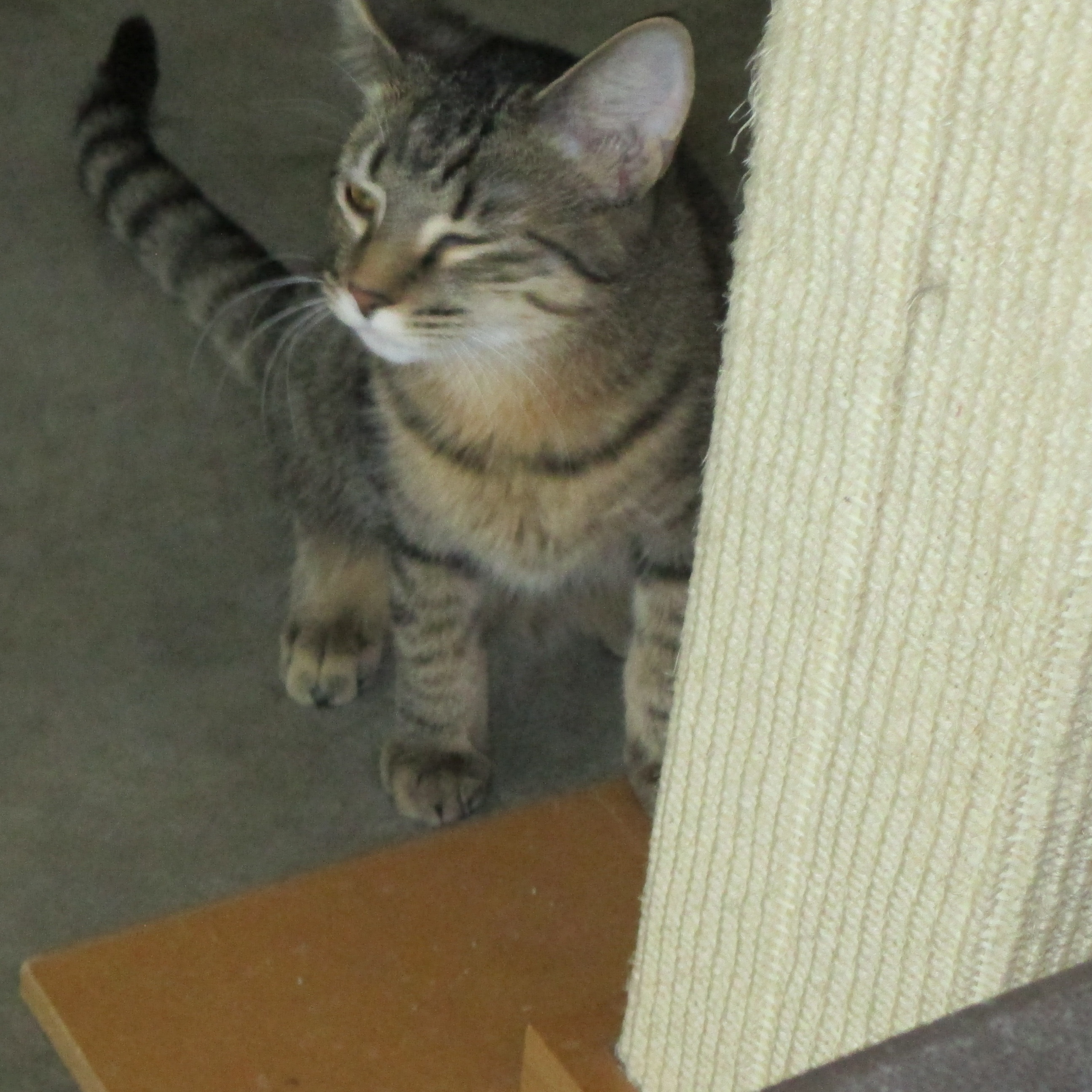 Allie, a Adoptable Domestic Short Hair in Savanna, IL image 1/3