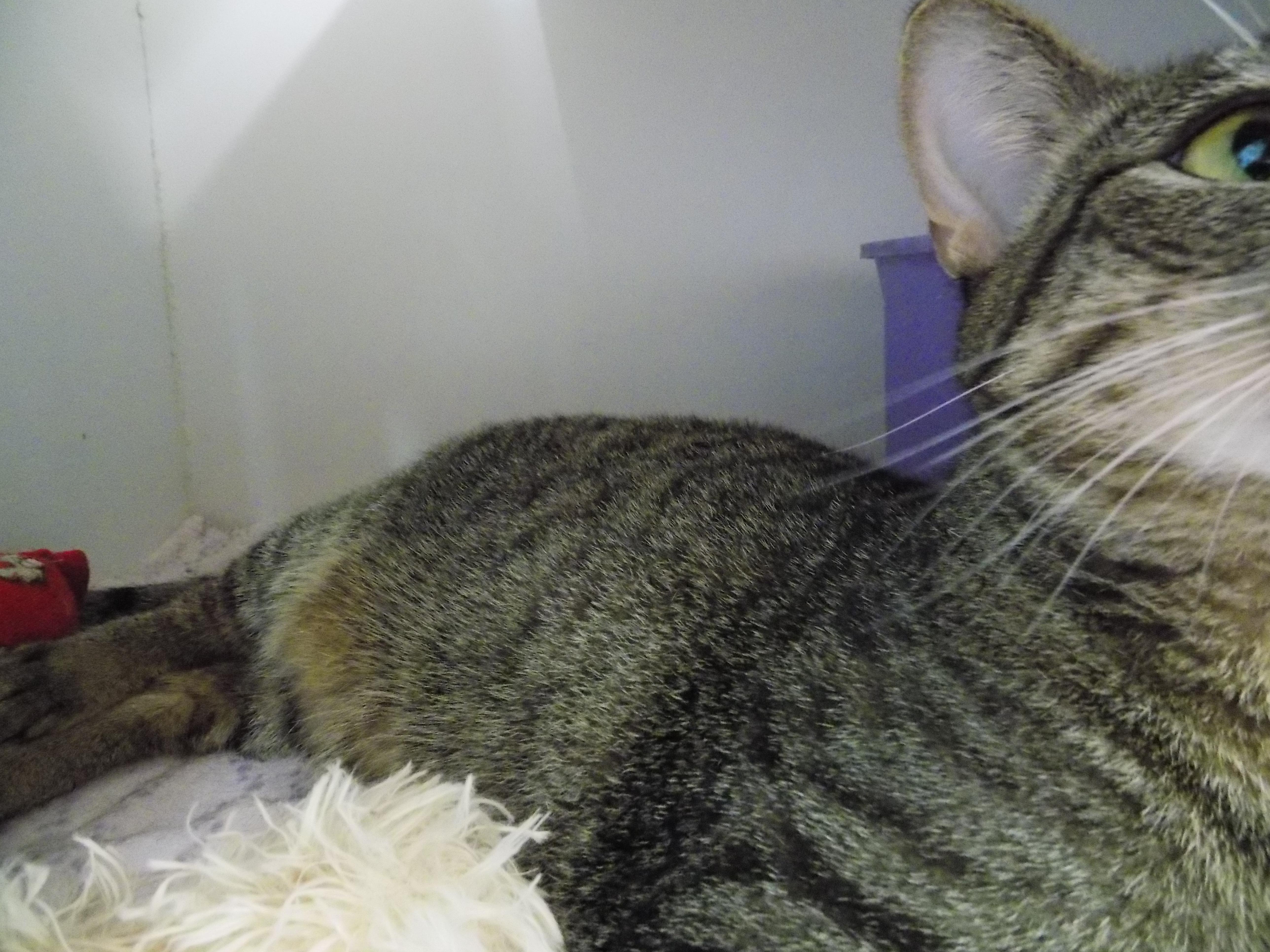 Allie, a Adoptable Domestic Short Hair in Savanna, IL image 2/3