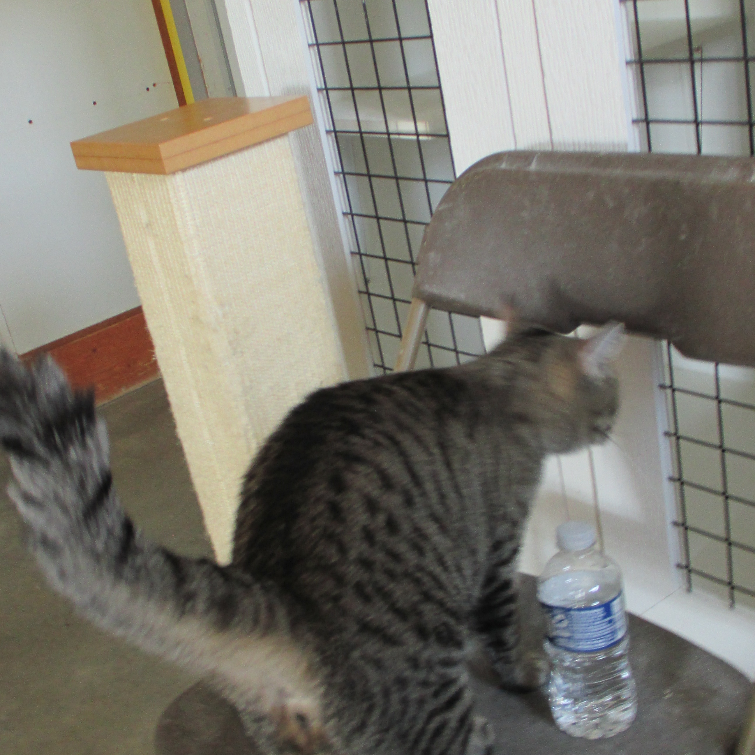 Allie, a Adoptable Domestic Short Hair in Savanna, IL image 3/3