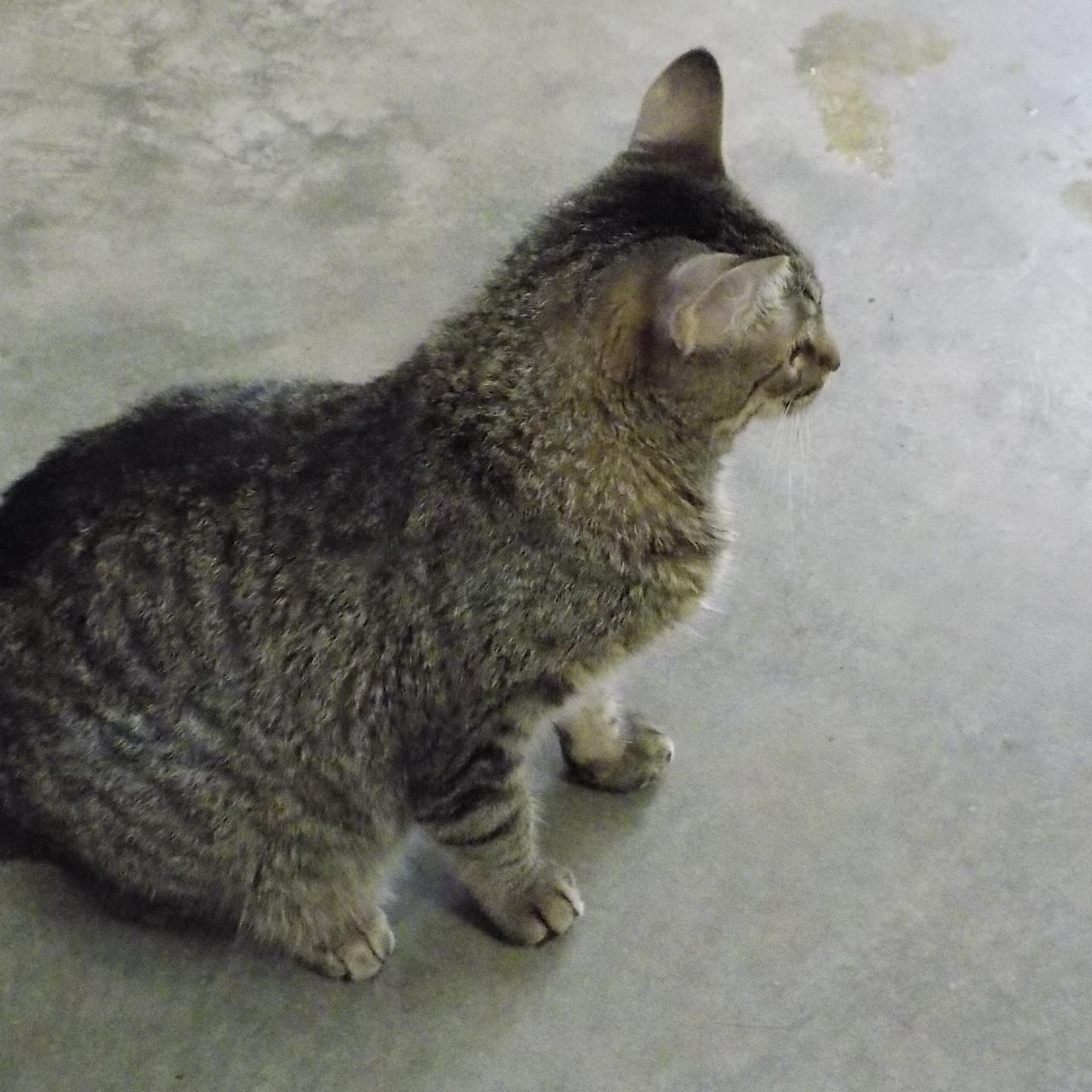 Allie, a Adoptable Domestic Short Hair in Savanna, IL image 5/5