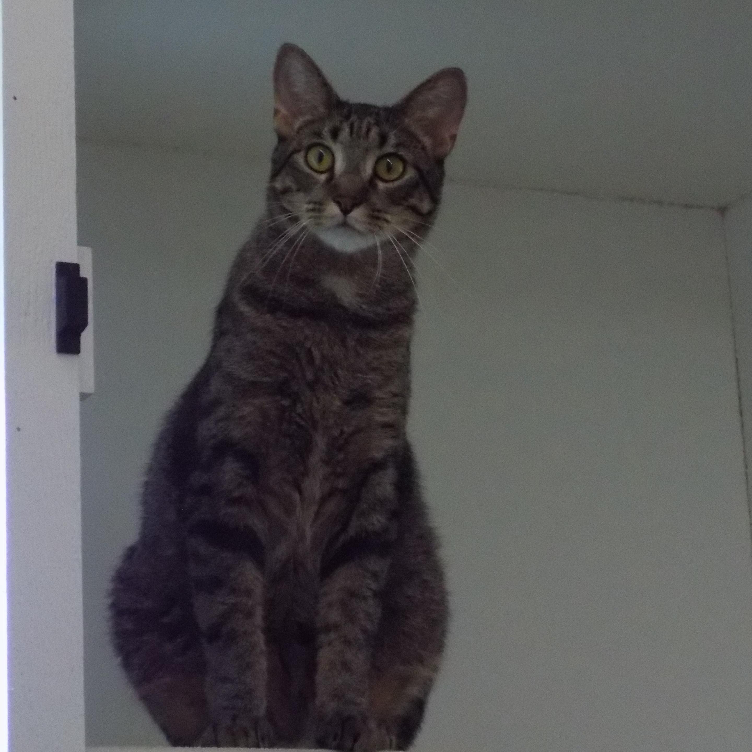 Allie, a Adoptable Domestic Short Hair in Savanna, IL image 1/5