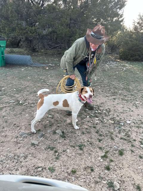 Lulu, a Adoptable Pointer in Vernon, CT image 4/6