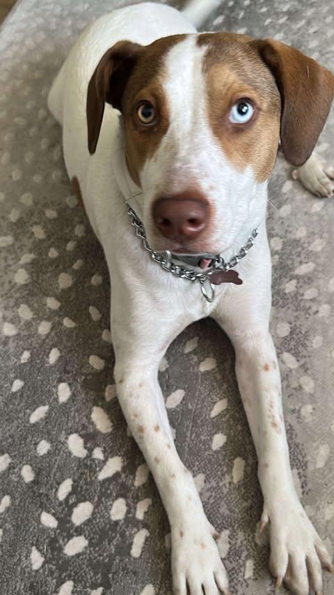 Lulu, a Adoptable Pointer in Vernon, CT image 3/6