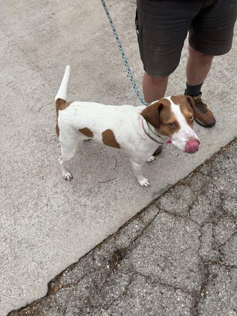 Lulu, a Adoptable Pointer in Vernon, CT image 5/6