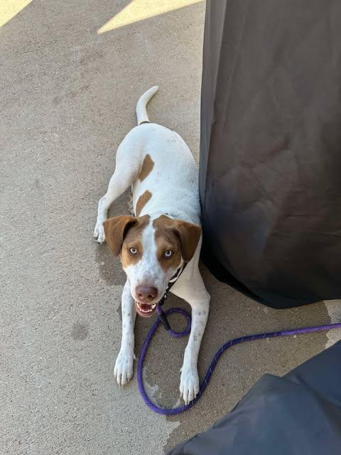 Lulu, a Adoptable Pointer in Vernon, CT image 6/6