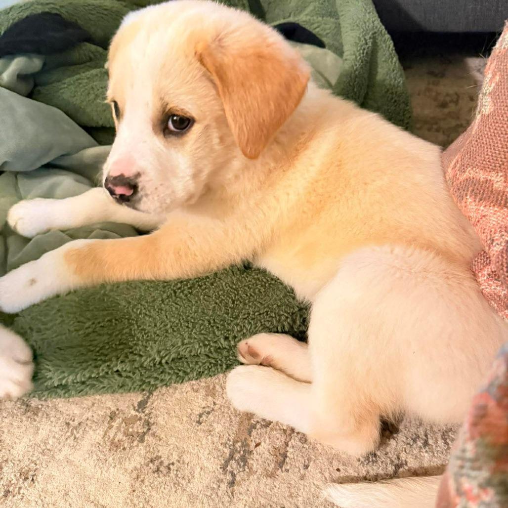 Wolverine, Adoptable, Puppy Male Labrador Retriever & Great Pyrenees.