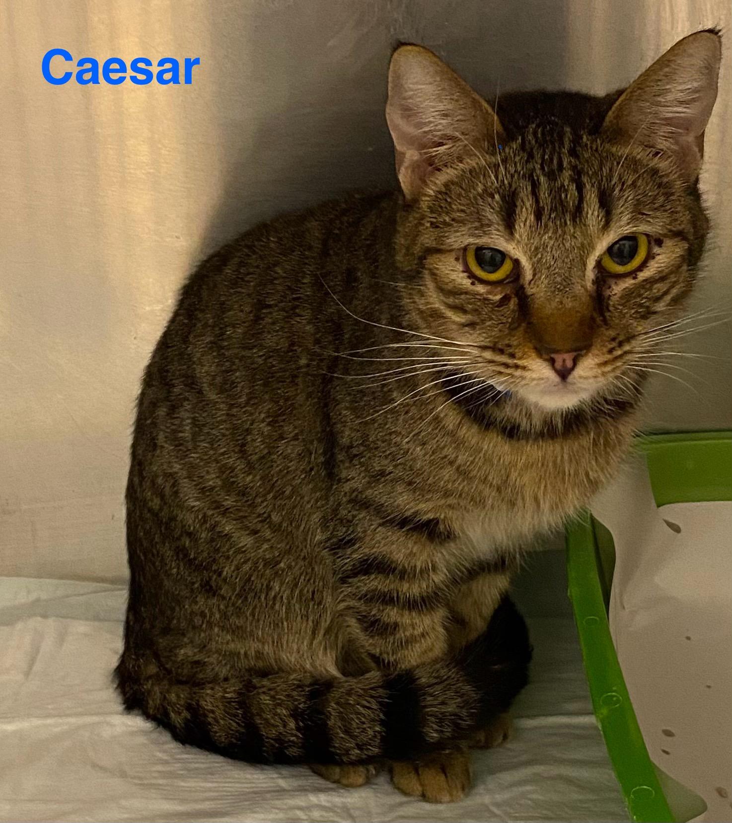 Caesar, ADOPTABLE, Adult Male Tabby.