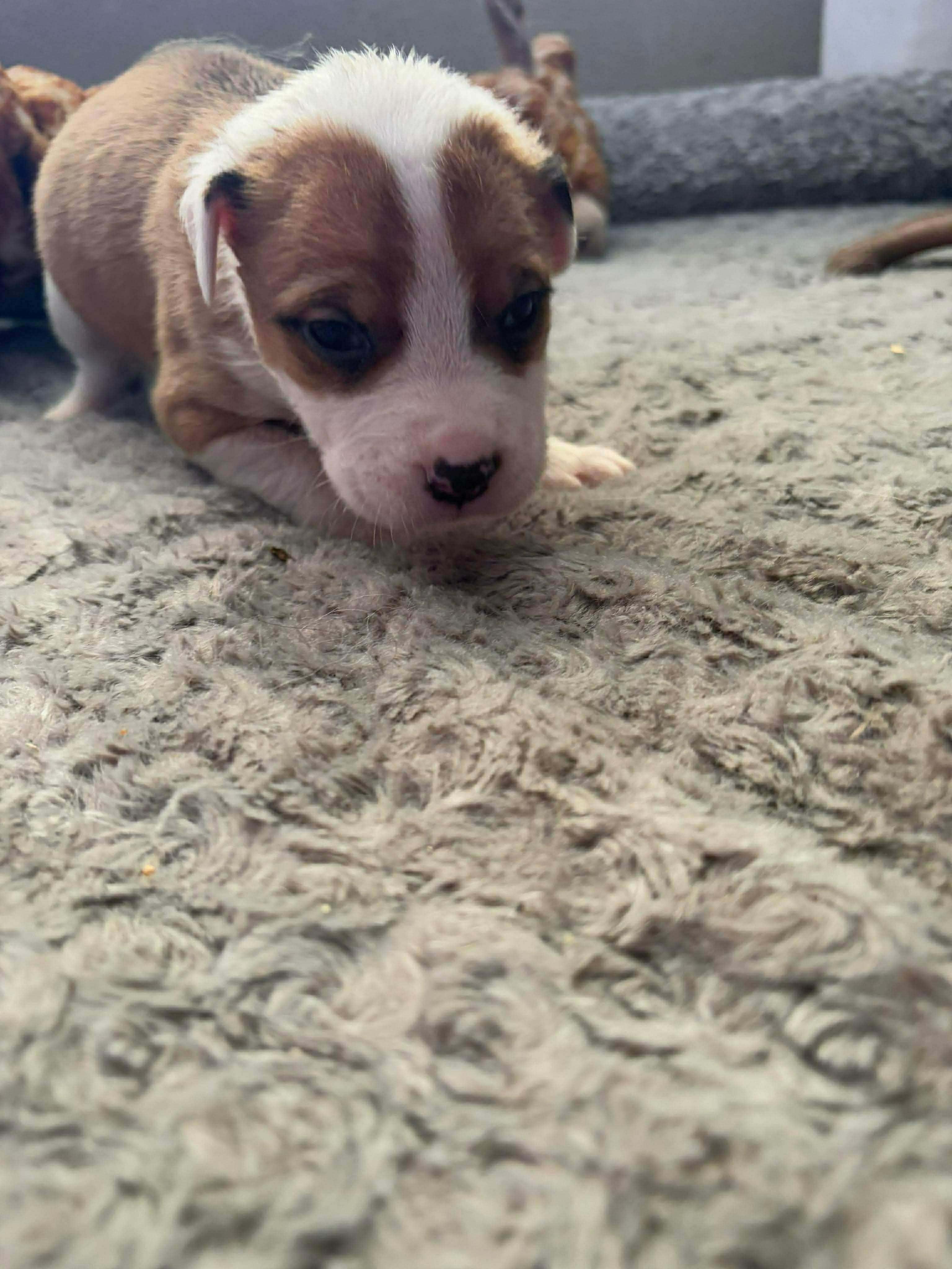 Mediterranean, a ADOPTABLE mixed breed in Wichita Falls, TX image 4/4