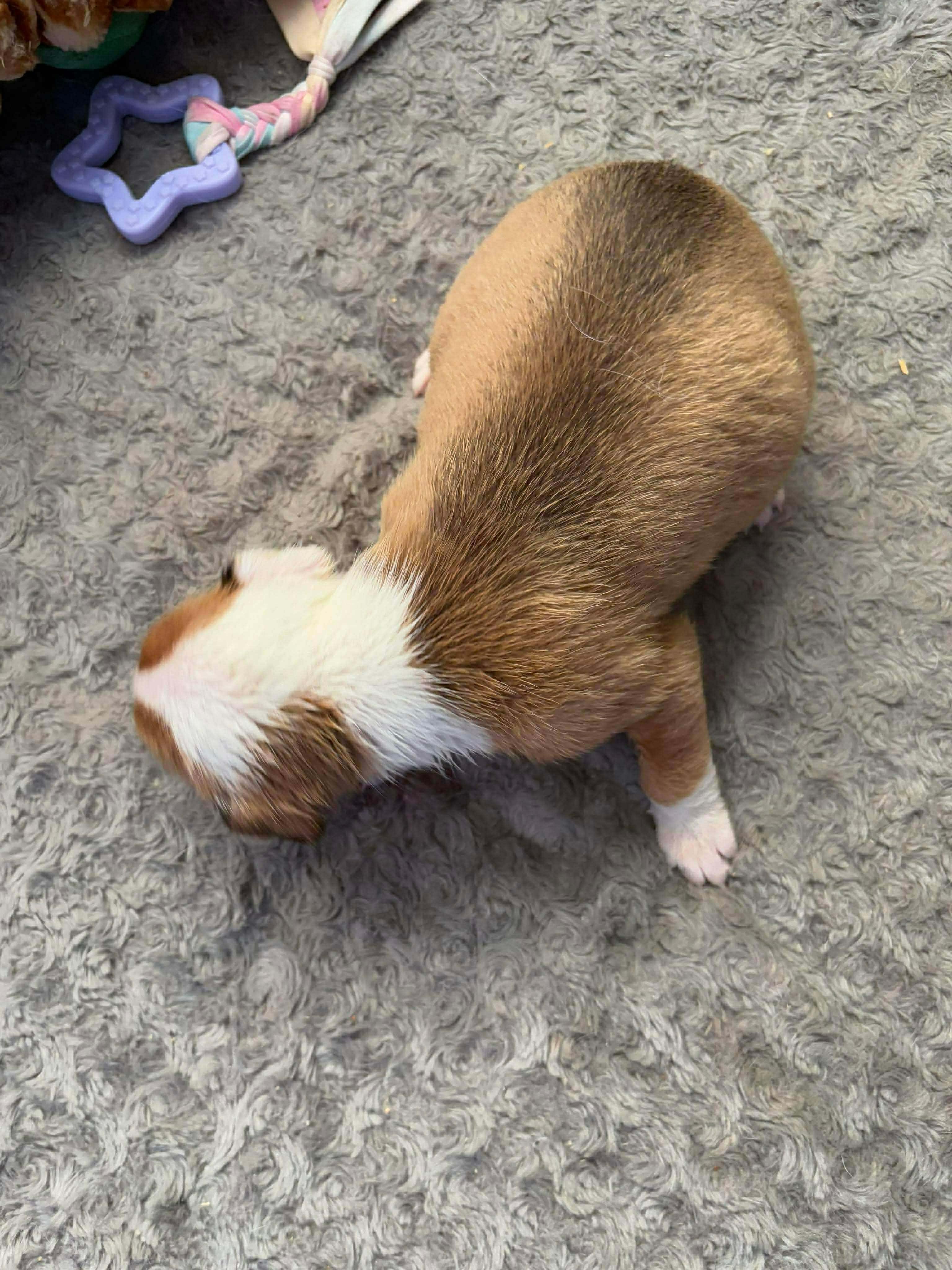 Mediterranean, a ADOPTABLE mixed breed in Wichita Falls, TX image 2/4