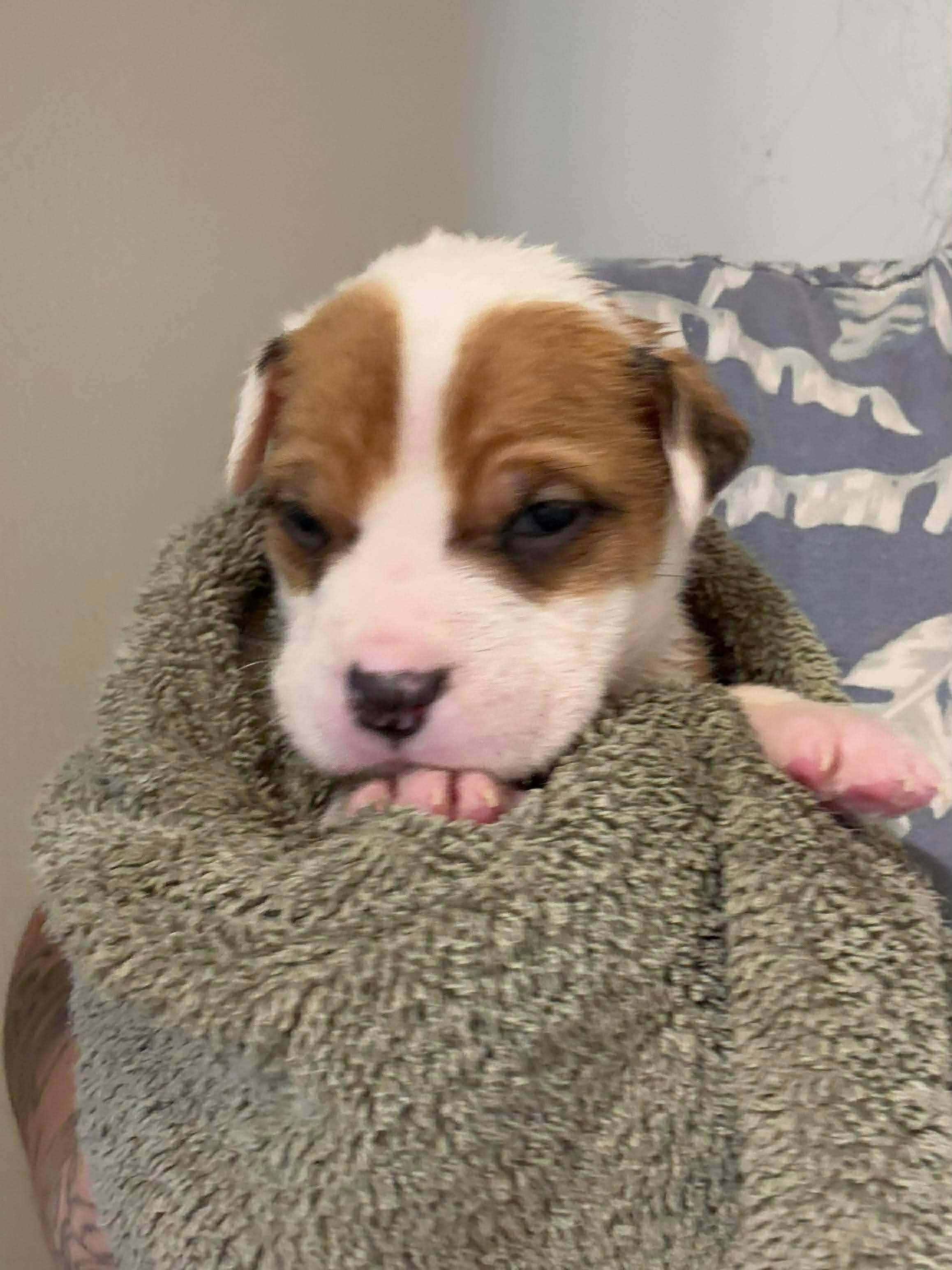 Mediterranean, a ADOPTABLE mixed breed in Wichita Falls, TX image 3/4