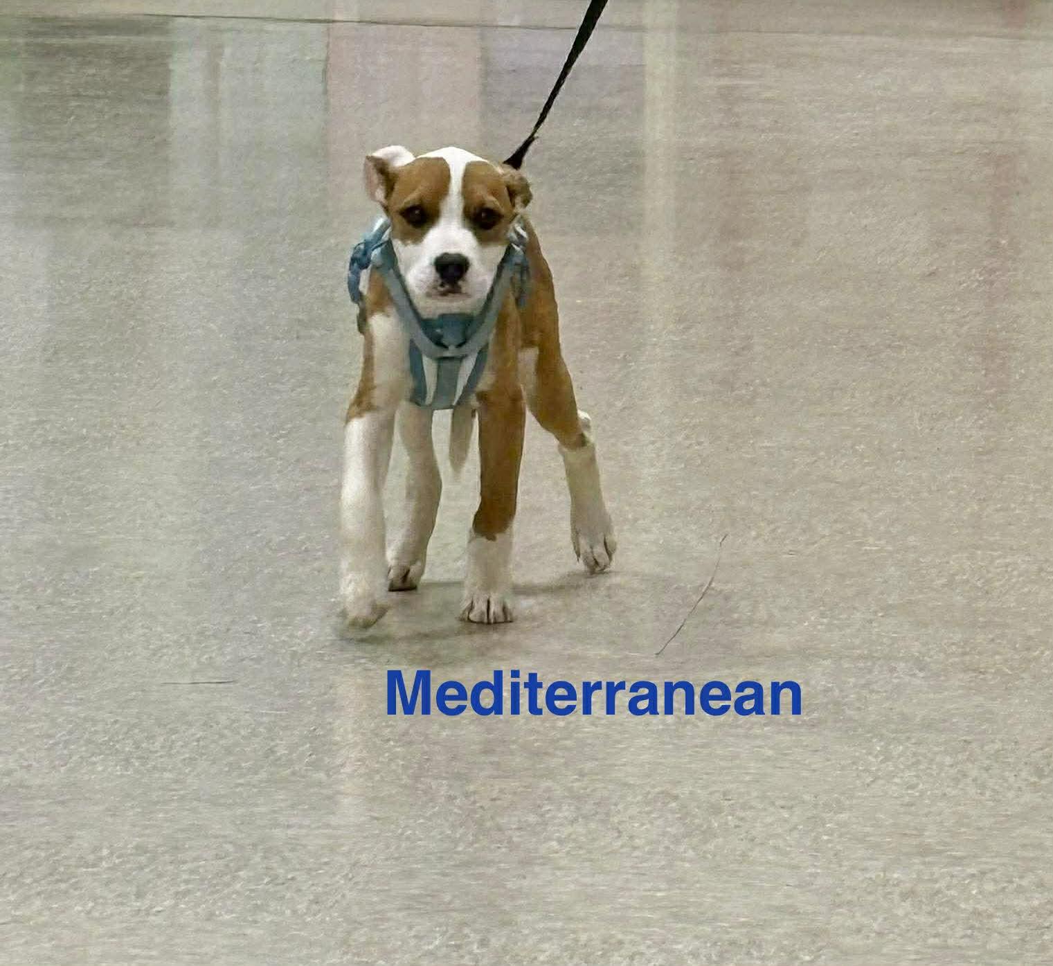 Mediterranean, ADOPTABLE, Puppy Male Pit Bull Terrier.