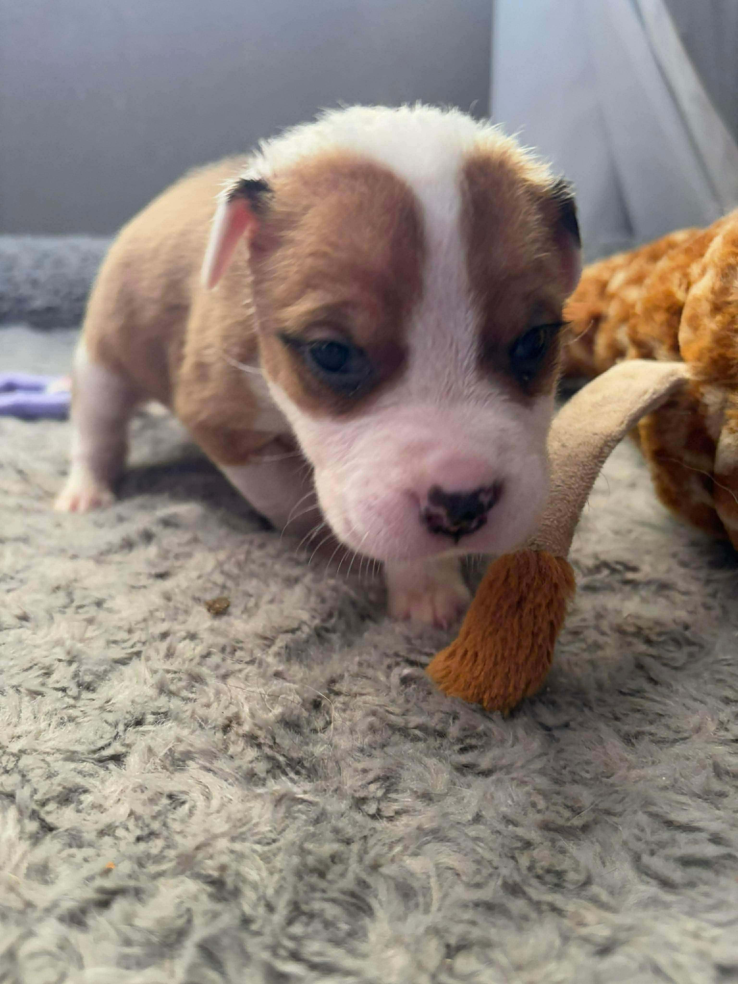 Mediterranean, ADOPTABLE, Puppy Male Pit Bull Terrier.