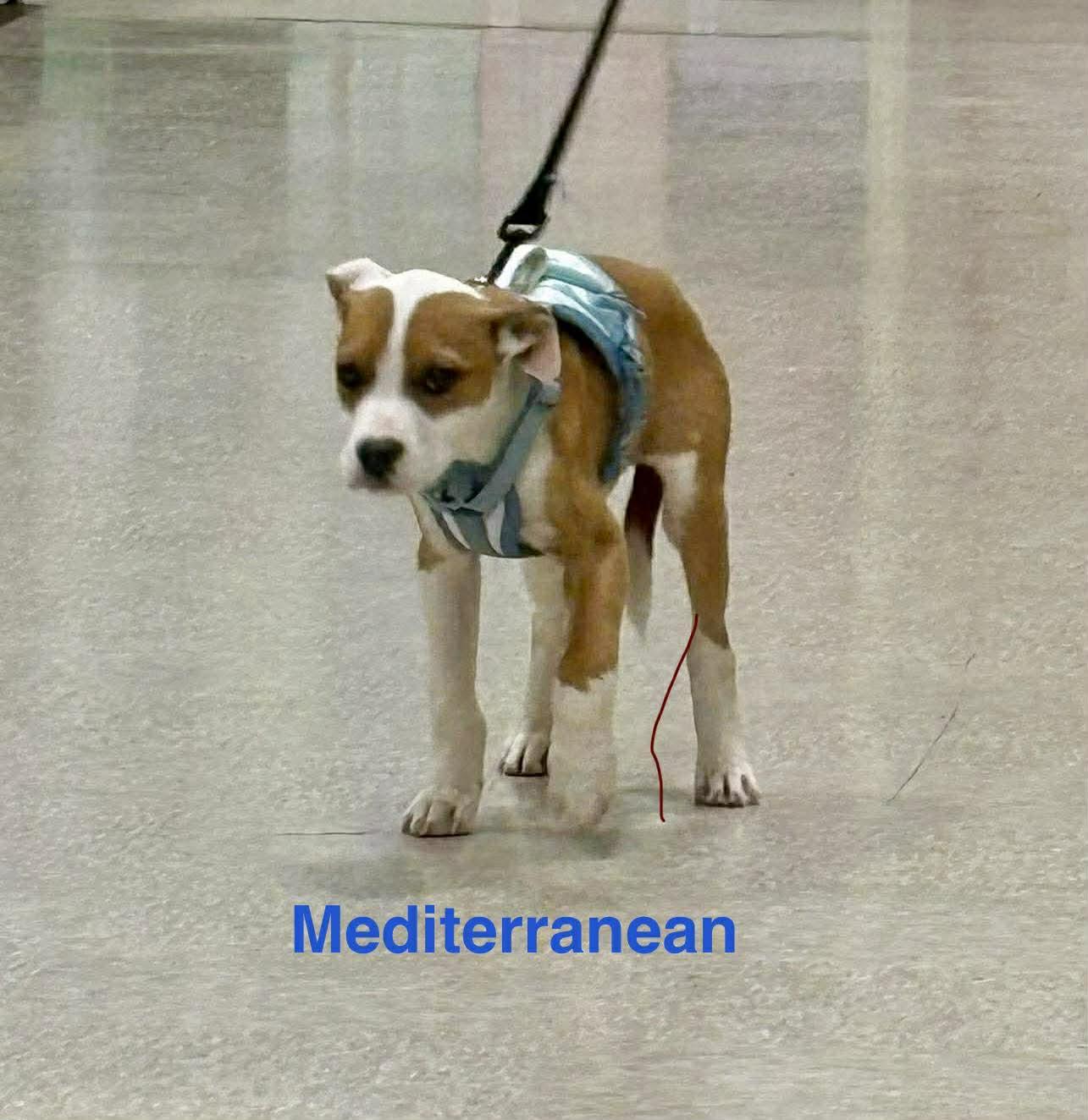 Mediterranean, a ADOPTABLE mixed breed in Wichita Falls, TX image 2/2
