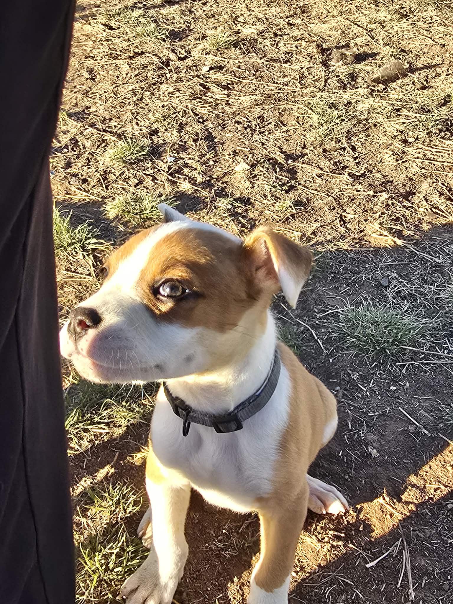 Mediterranean, ADOPTABLE, Puppy Male Pit Bull Terrier.