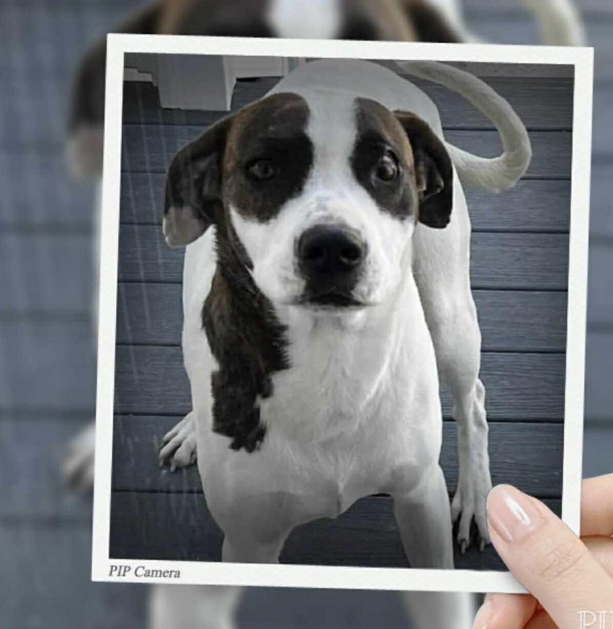 Enlarge Lady, a Adoptable mixed breed in Mount Holly, NJ image 5/6