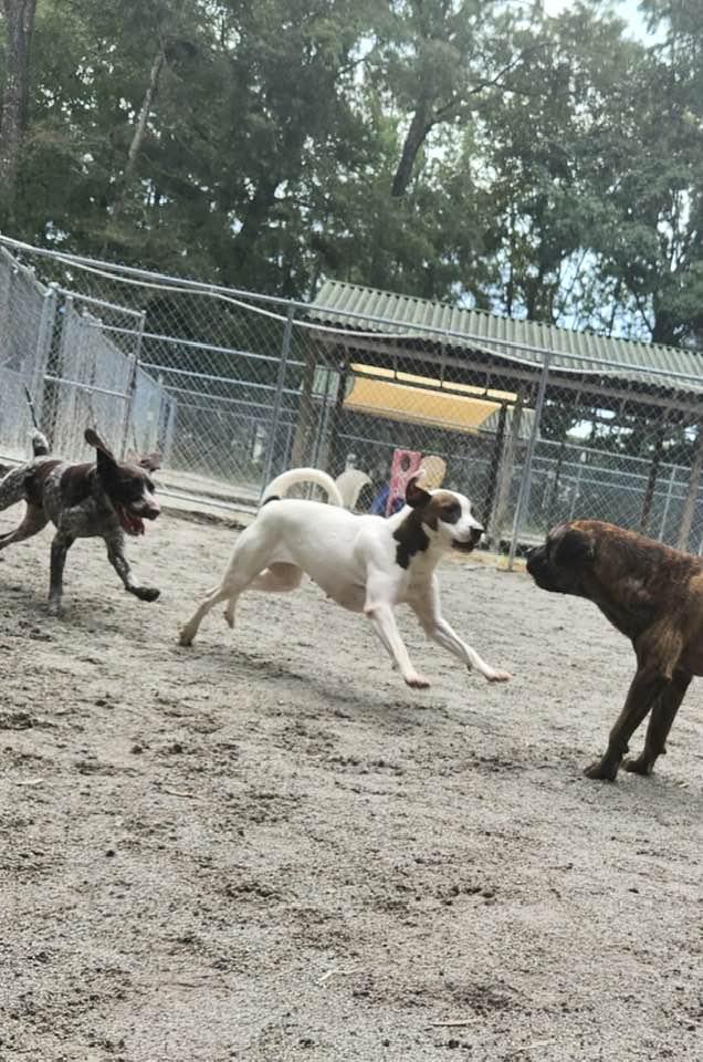Lady, Adoptable, Adult Female Hound & American Staffordshire Terrier.