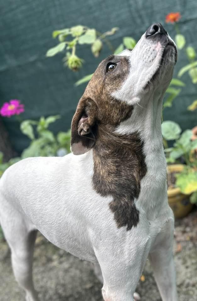 Lady, a Adoptable mixed breed in Mount Holly, NJ image 3/6