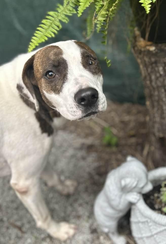 Lady, a Adoptable mixed breed in Mount Holly, NJ image 5/6