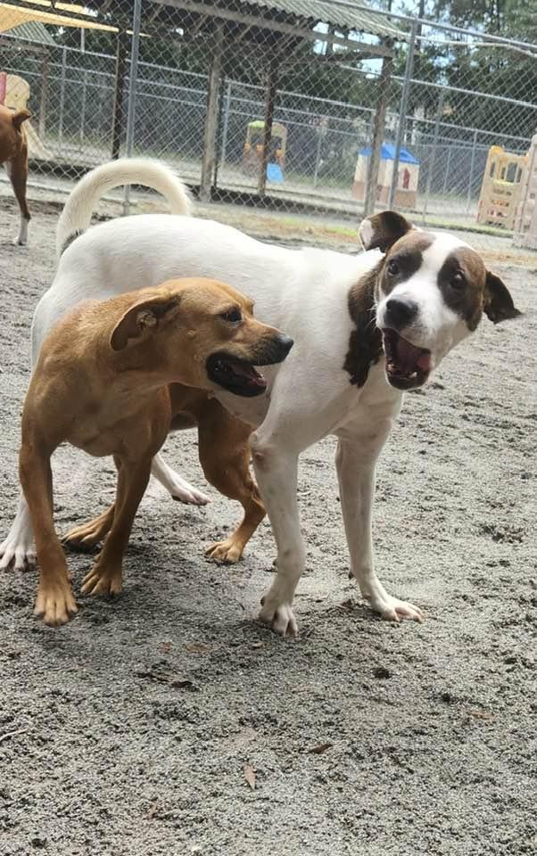 Lady, a Adoptable mixed breed in Mount Holly, NJ image 6/6
