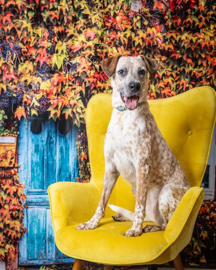 Enlarge Ria, a Adoptable Mixed Breed in Kingwood, TX image 1/3