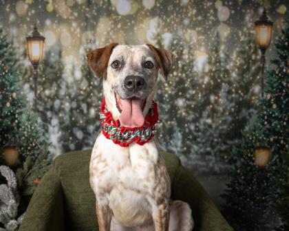 Ria, Adoptable, Adult Female Mixed Breed & Mixed Breed.