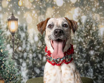 Enlarge Ria, a Adoptable Mixed Breed in Kingwood, TX image 3/3