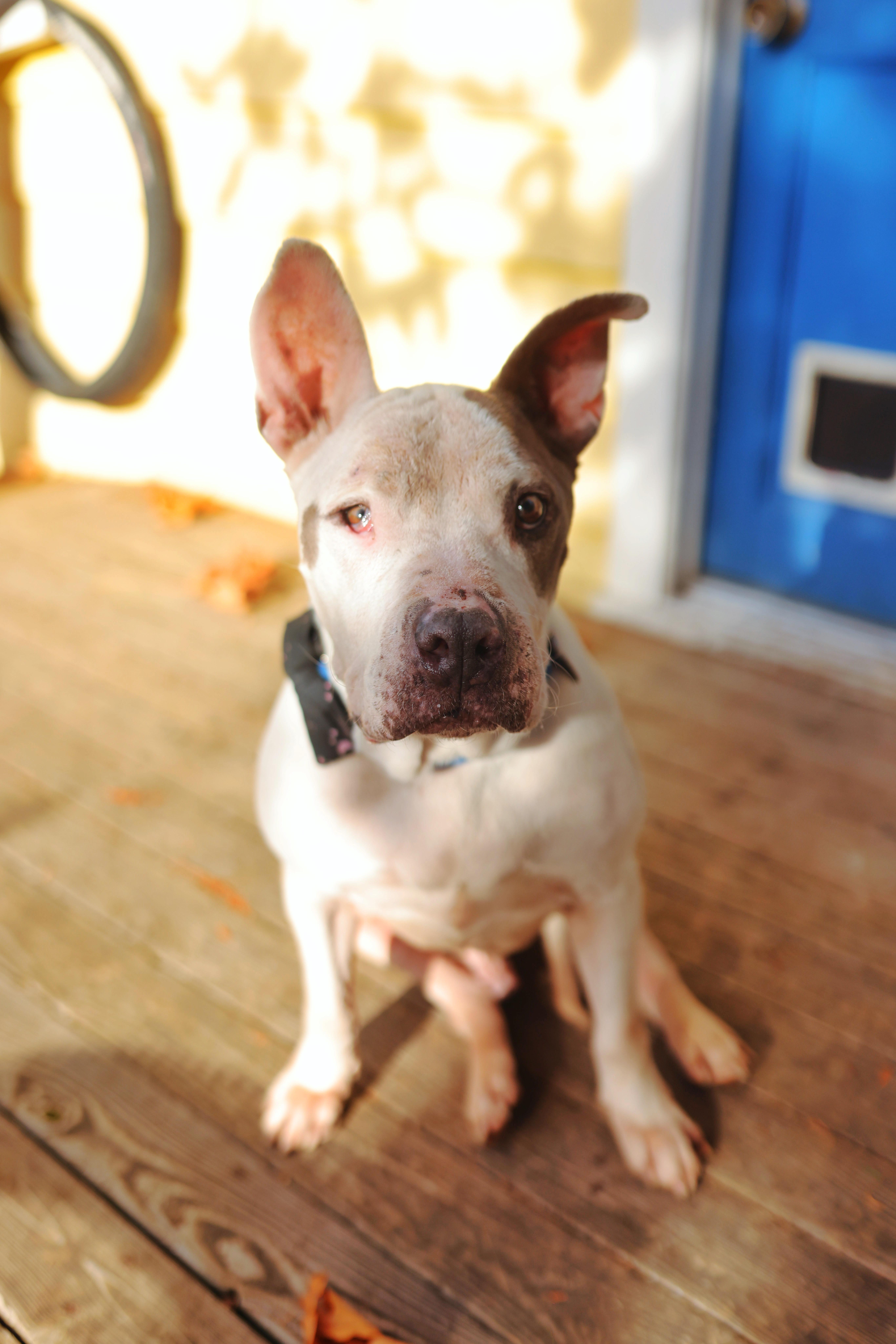 Bearcat, Adoptable, Senior Male Pit Bull Terrier.