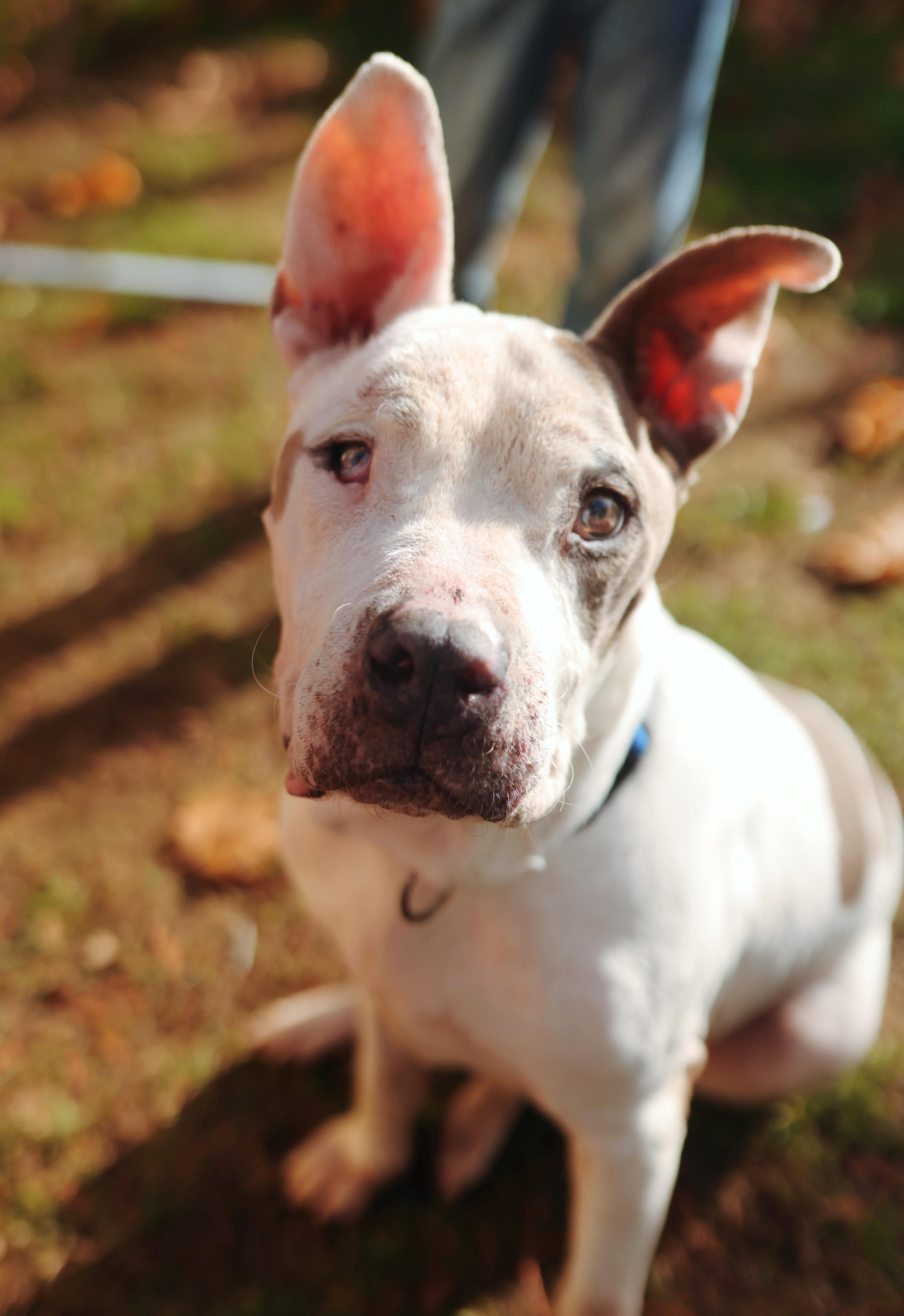 Bearcat, a Adoptable mixed breed in Ferndale, WA image 2/6