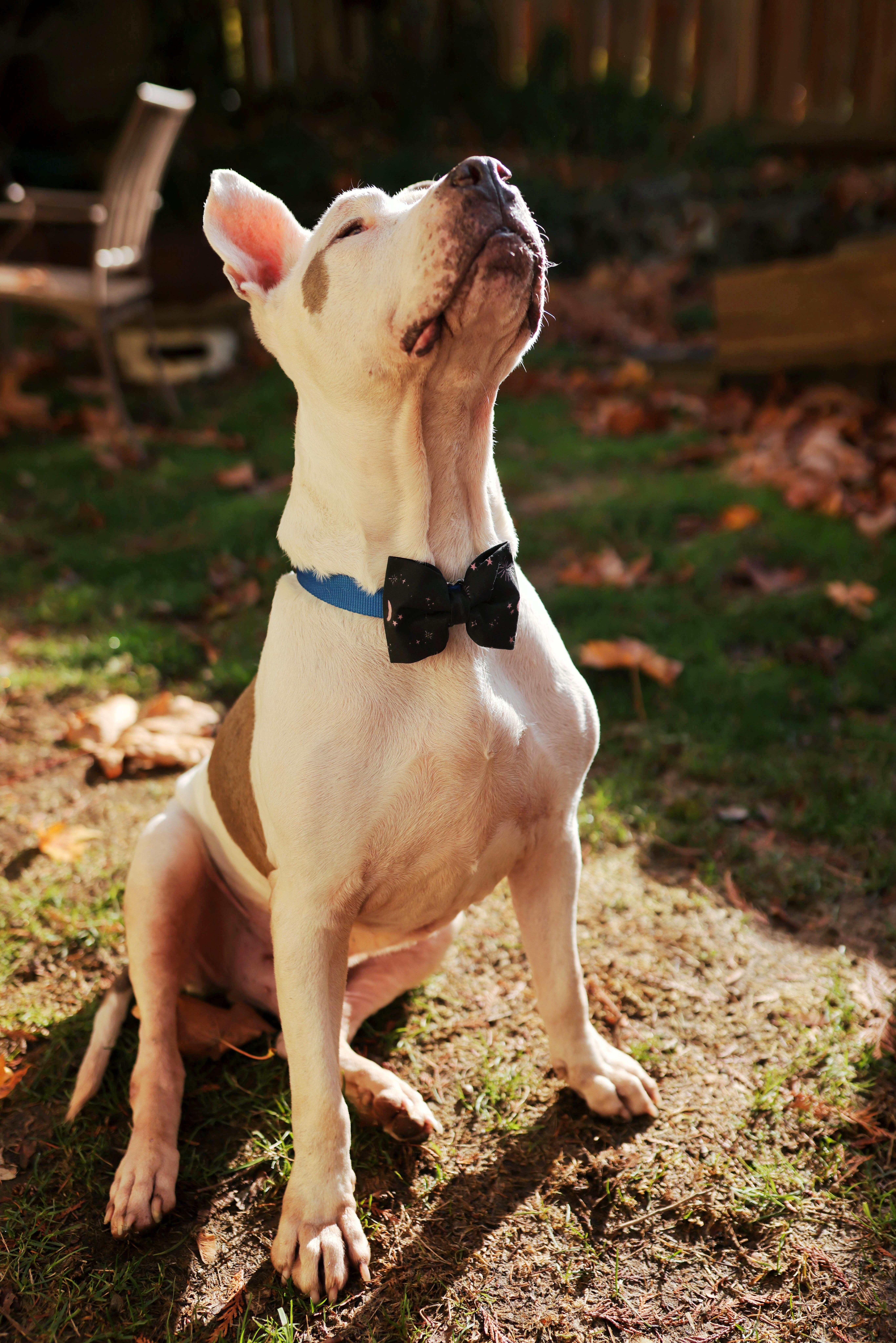 Bearcat, a Adoptable mixed breed in Ferndale, WA image 3/6