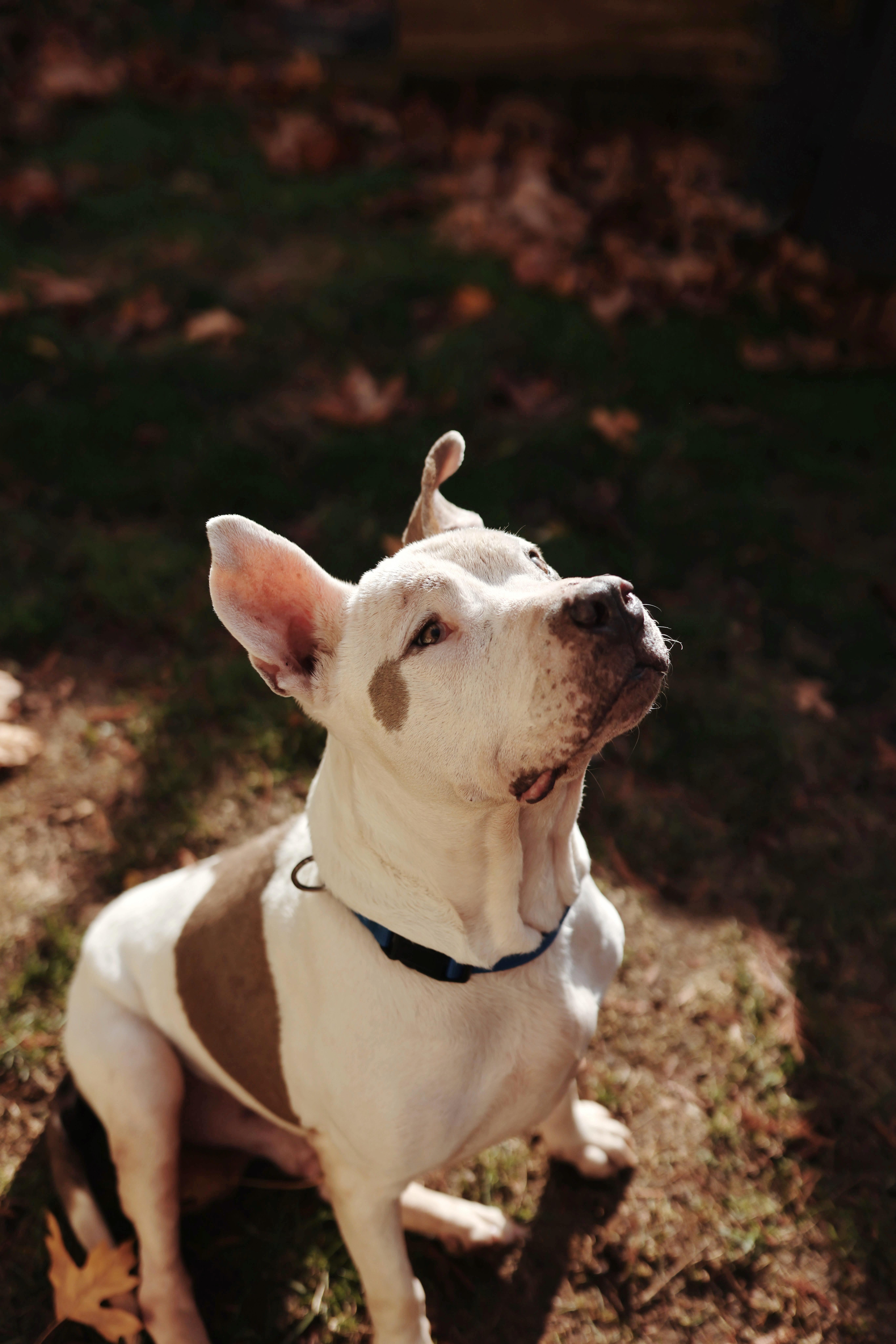 Bearcat, a Adoptable mixed breed in Ferndale, WA image 4/6