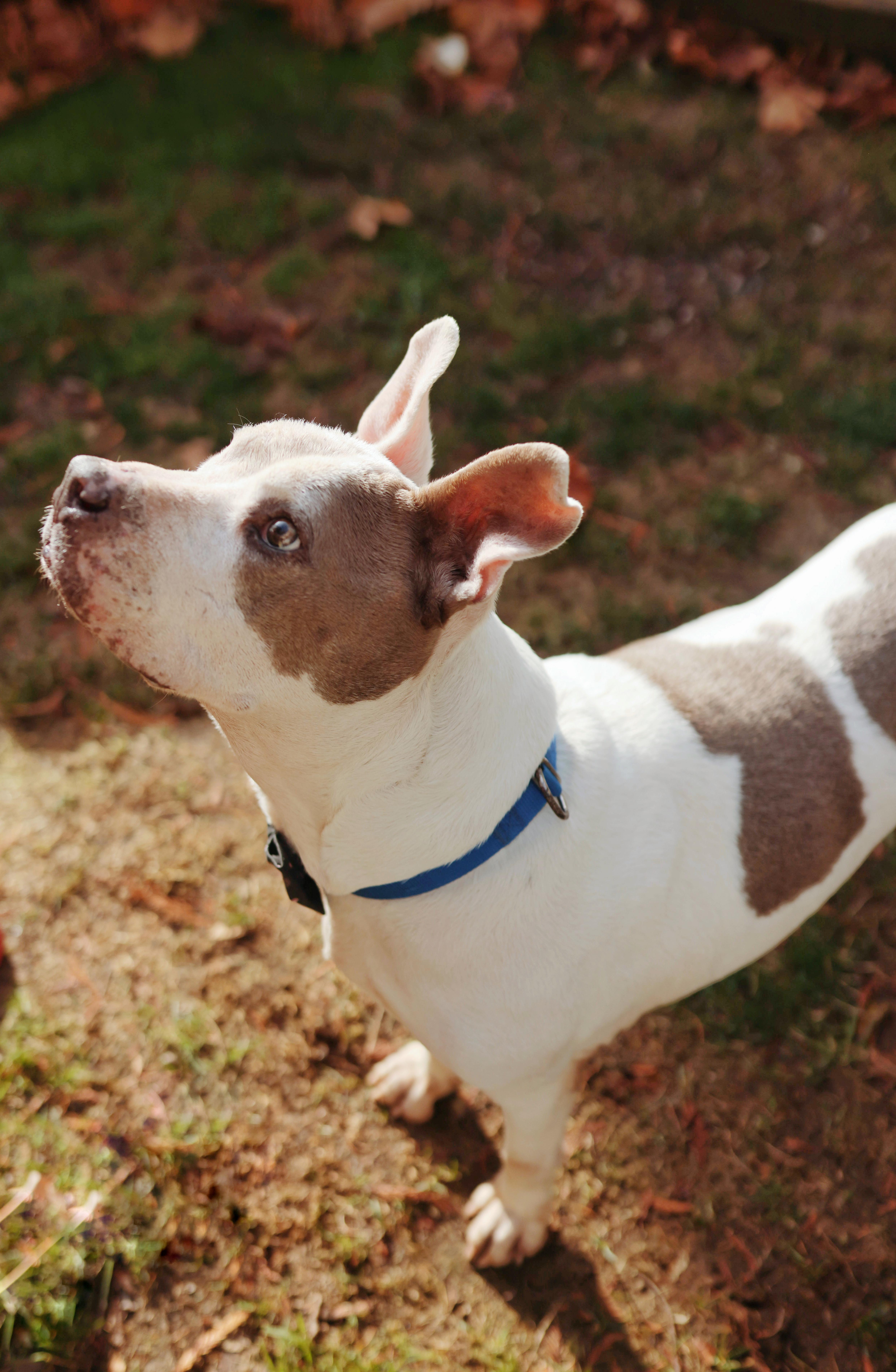Bearcat, a Adoptable mixed breed in Ferndale, WA image 5/6