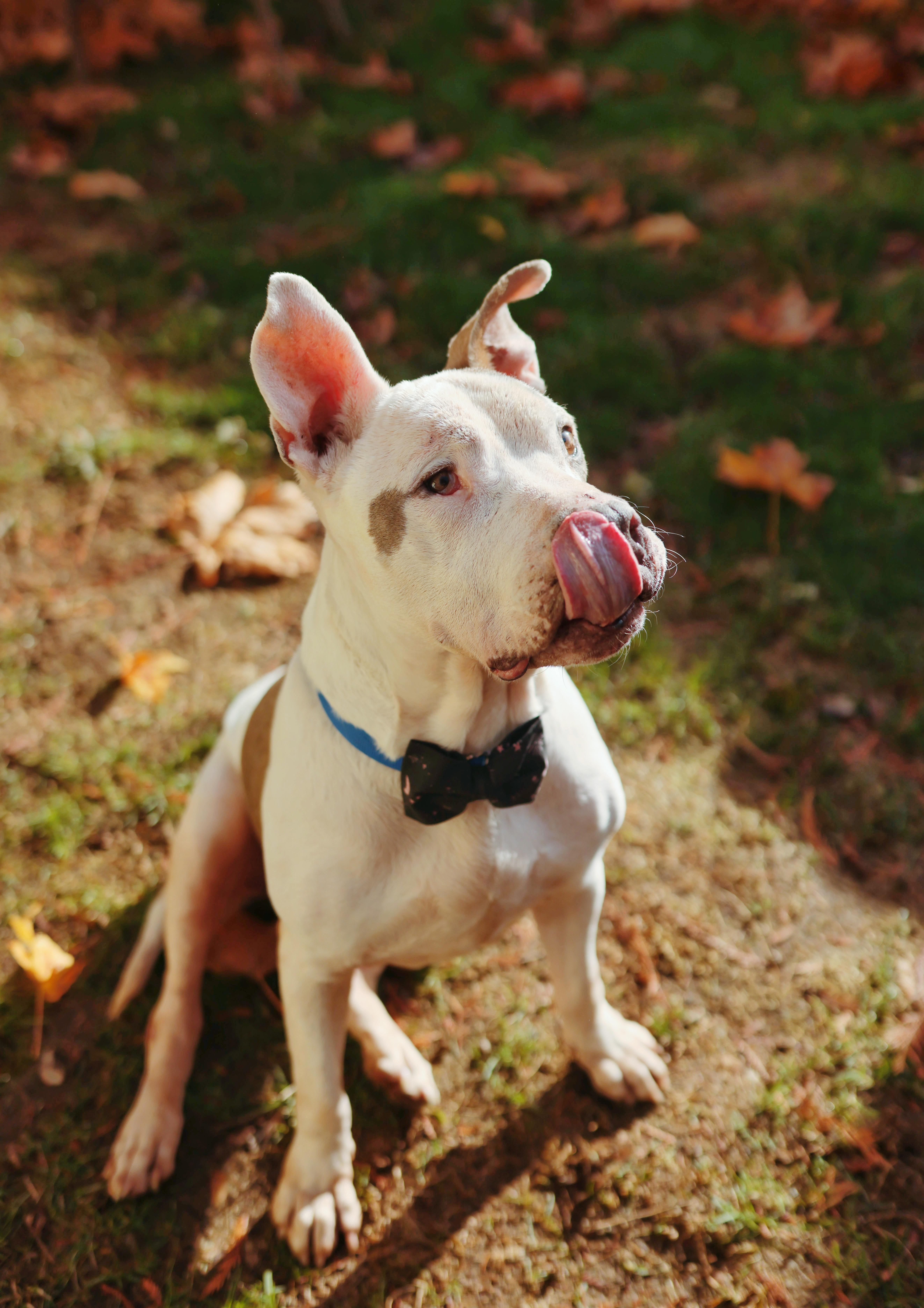 Bearcat, a Adoptable mixed breed in Ferndale, WA image 6/6